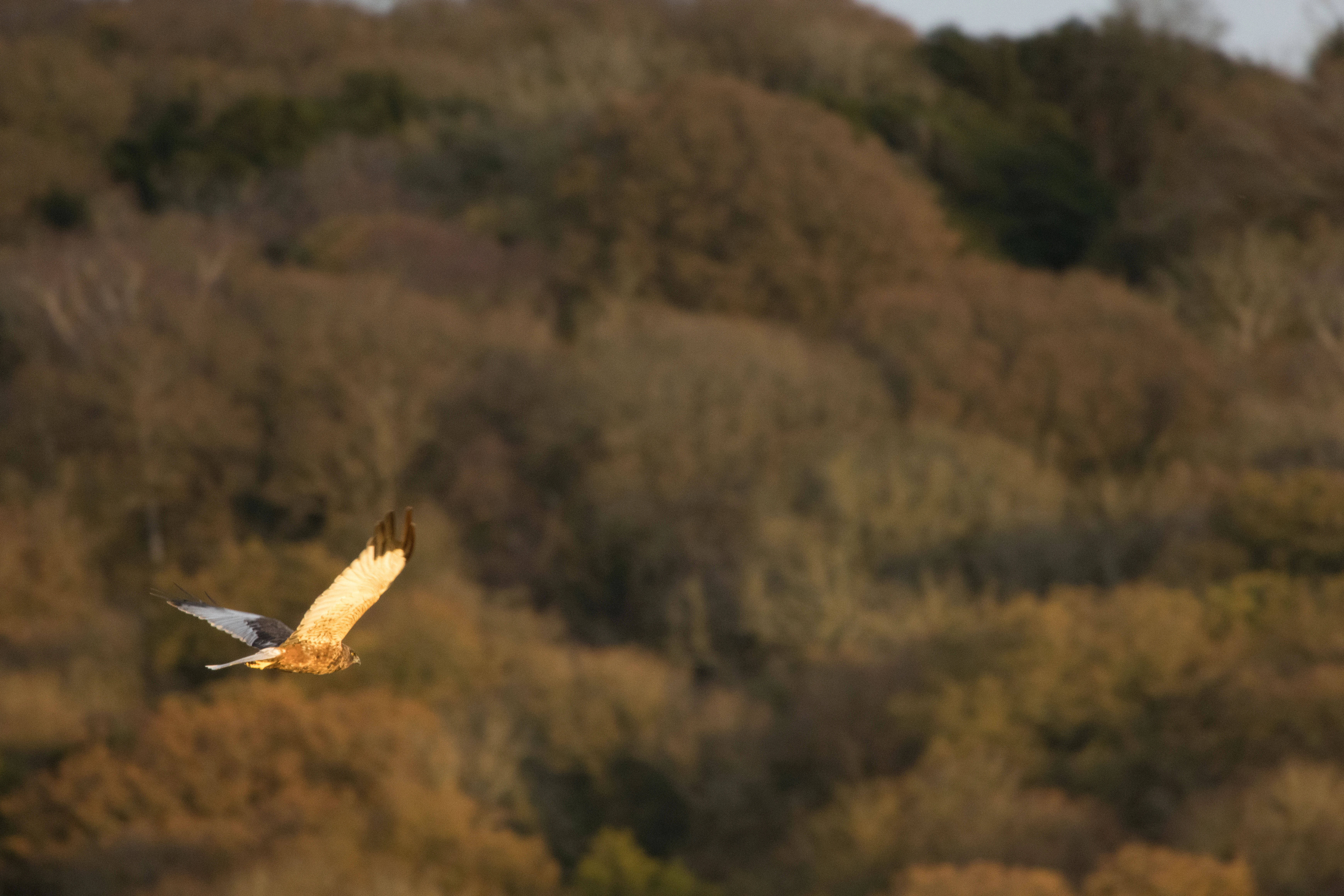 Marsh Harrier, Leighton Moss, UK — photo by Orlando Prugel-Bennett