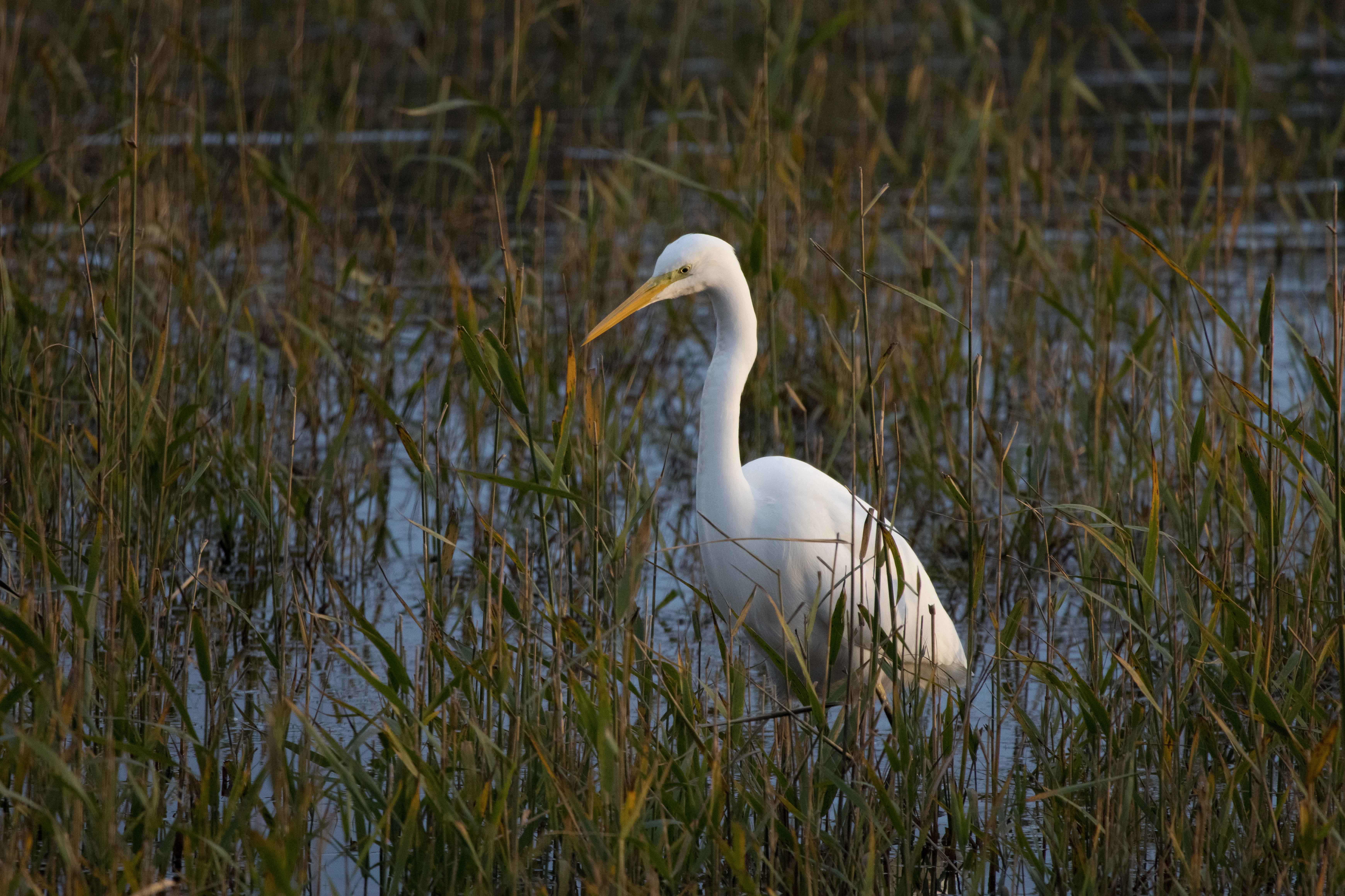 Great Egret, Leighton Moss, UK — photo by Orlando Prugel-Bennett
