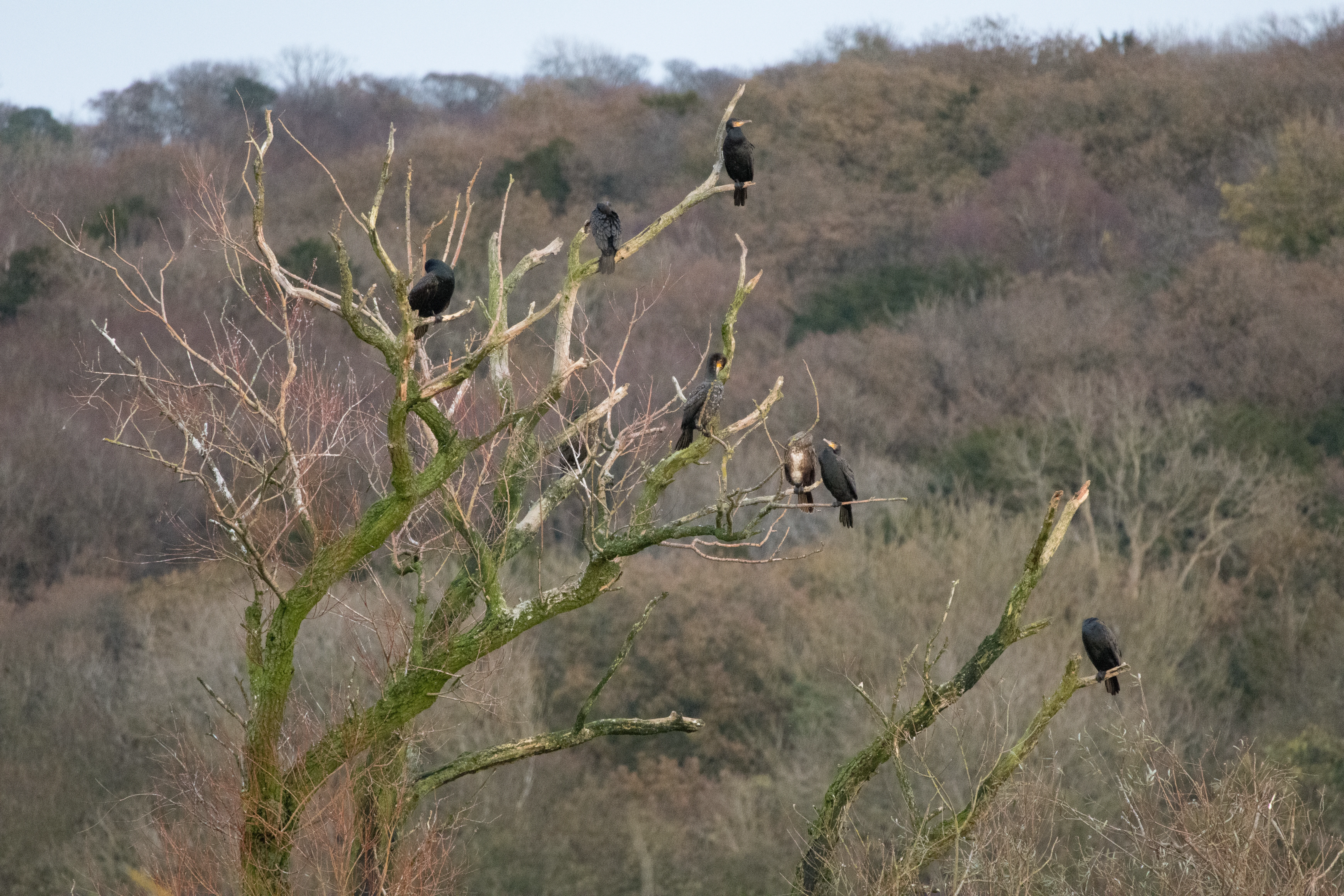 Cormorants, Leighton Moss, UK — photo by Orlando Prugel-Bennett