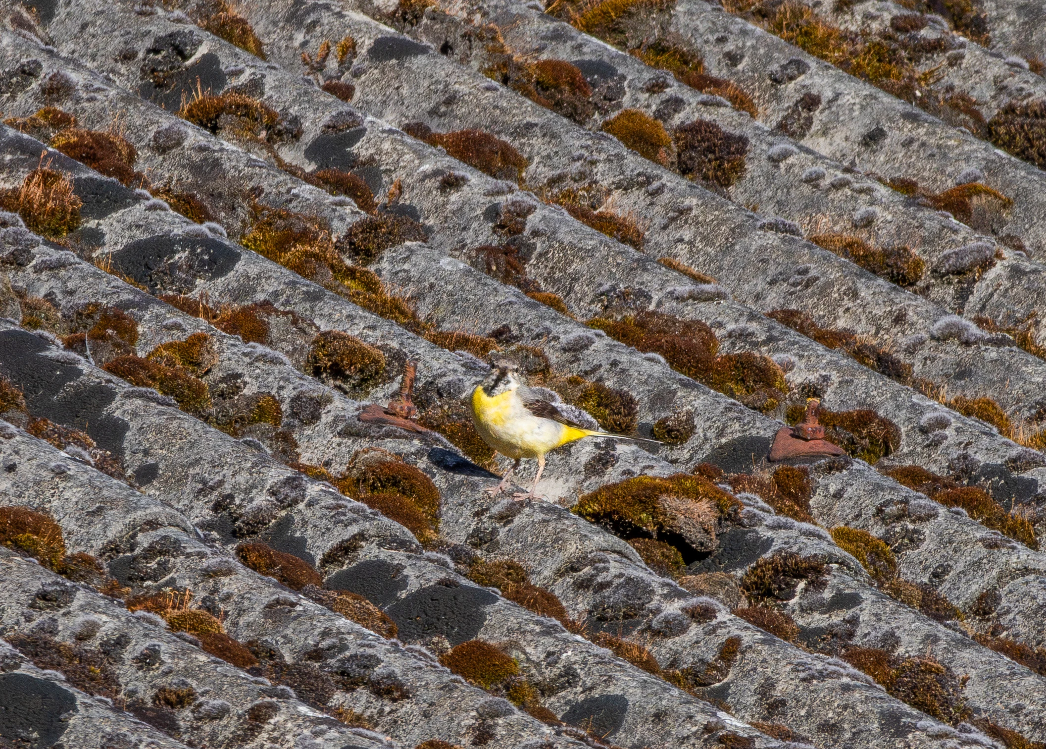 Grey Wagtail, New Forest, UK — photo by Orlando Prugel-Bennett