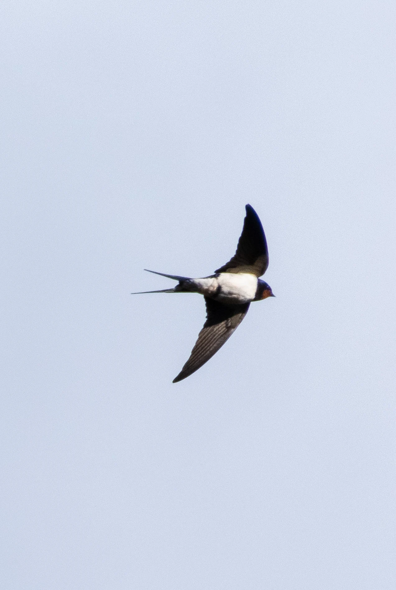 Barn Swallow, New Forest, UK — photo by Orlando Prugel-Bennett