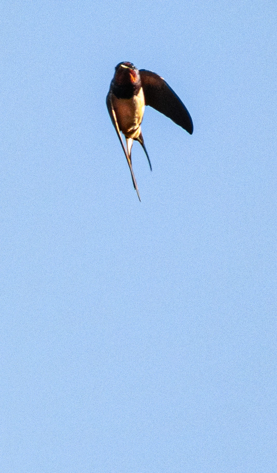 Barn Swallow, New Forest, UK — photo by Orlando Prugel-Bennett