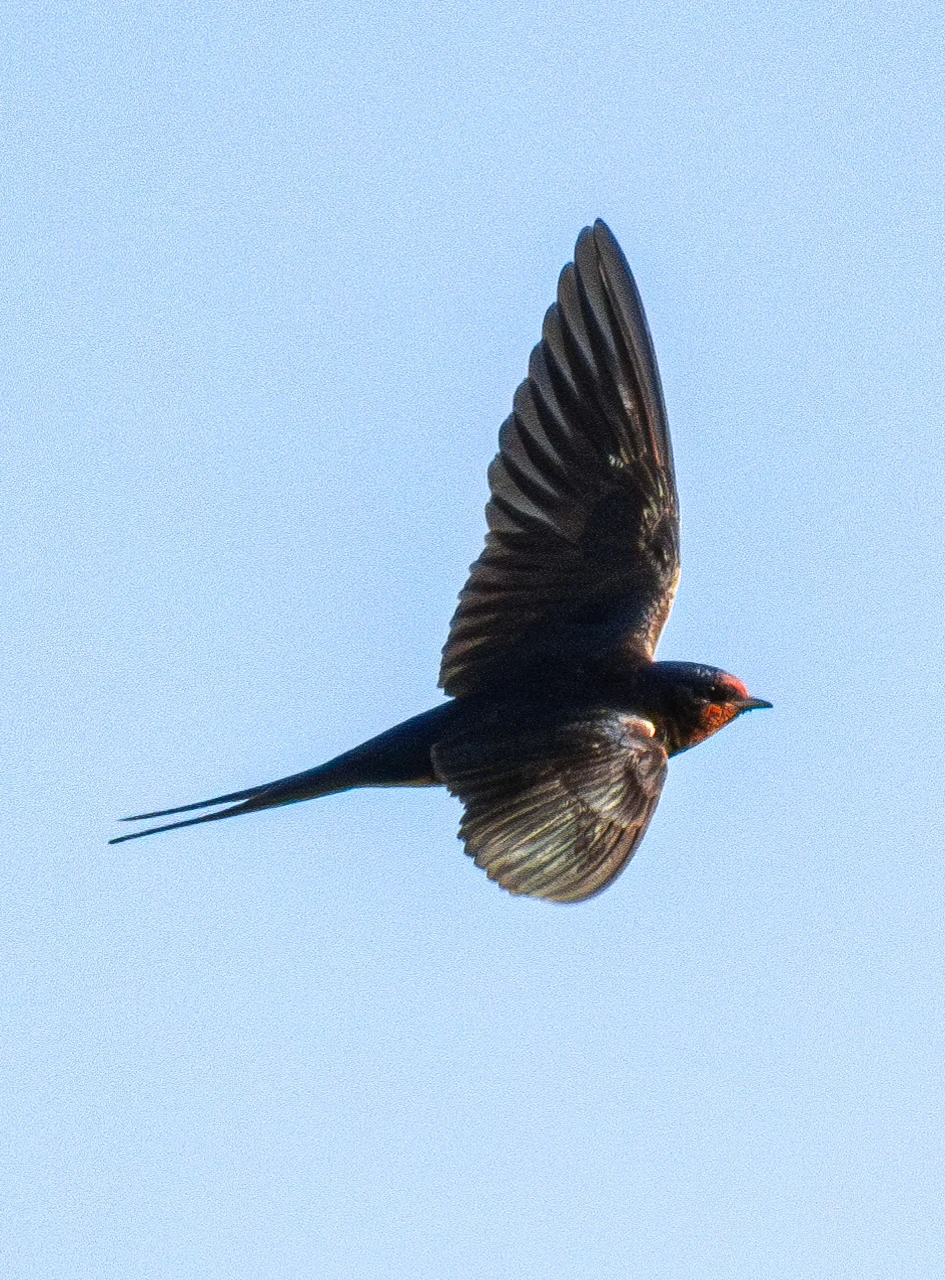 Barn Swallow, New Forest, UK — photo by Orlando Prugel-Bennett