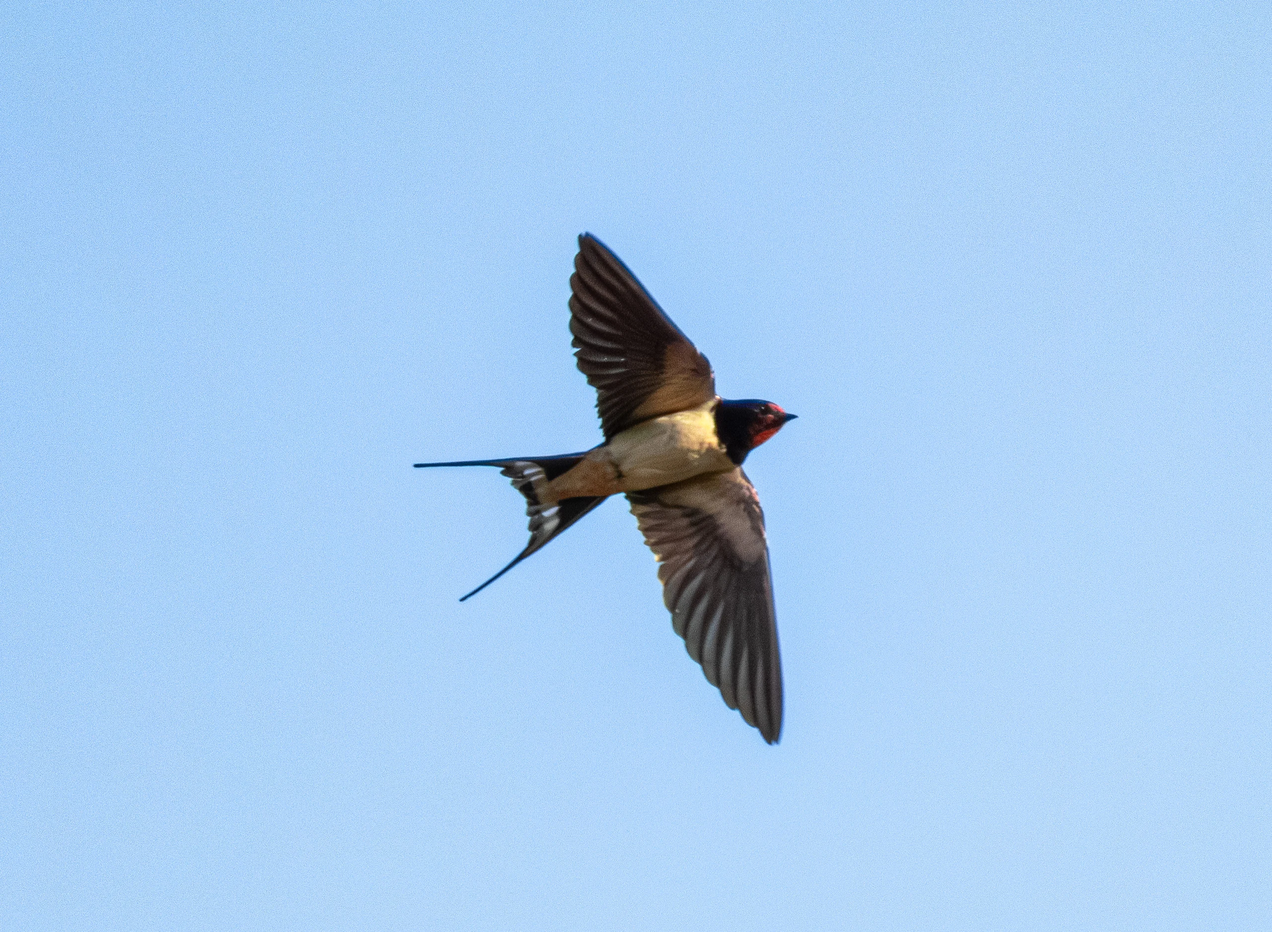 Barn Swallow, New Forest, UK — photo by Orlando Prugel-Bennett