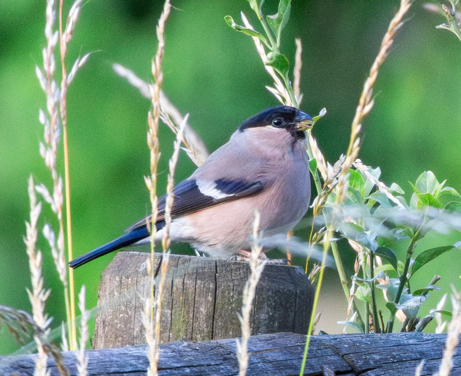 Bullfinch, New Forest, UK — photo by Orlando Prugel-Bennett