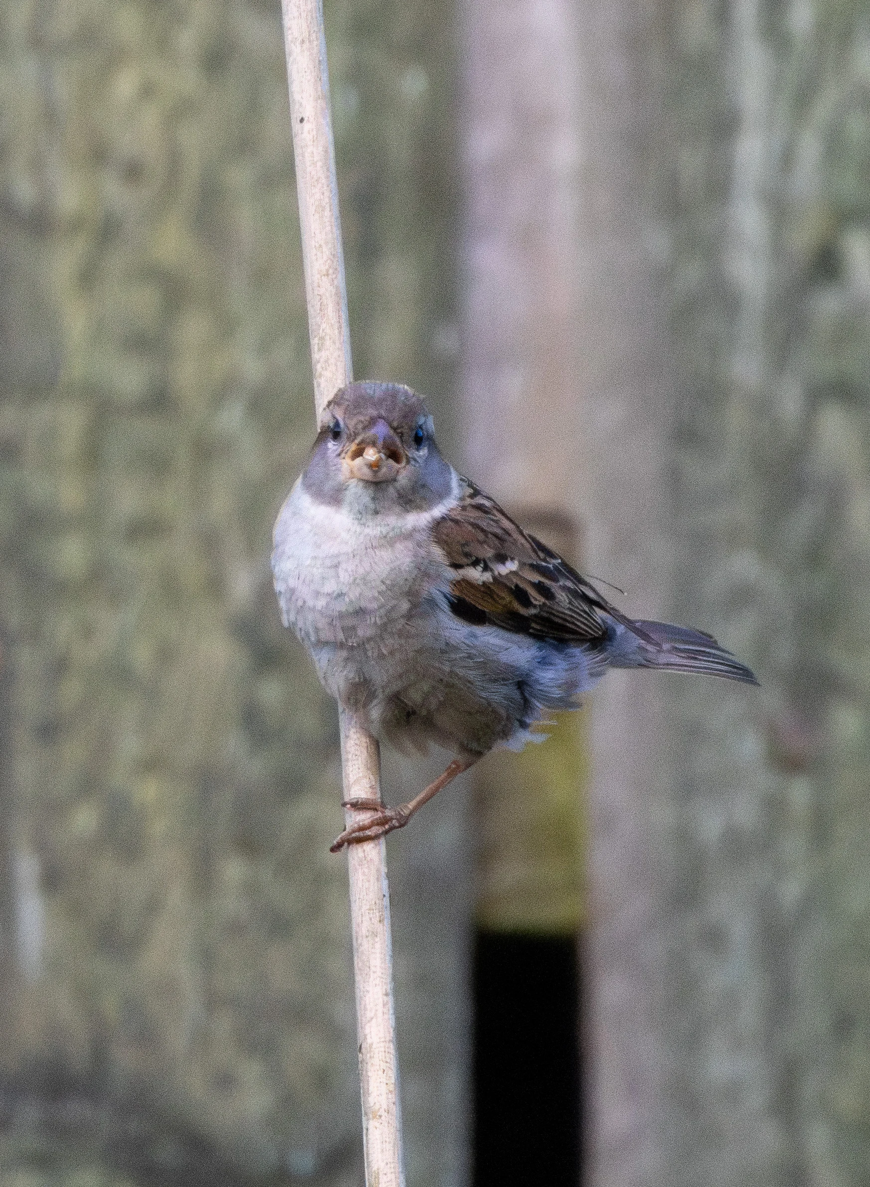 House Sparrow, New Forest, UK — photo by Orlando Prugel-Bennett