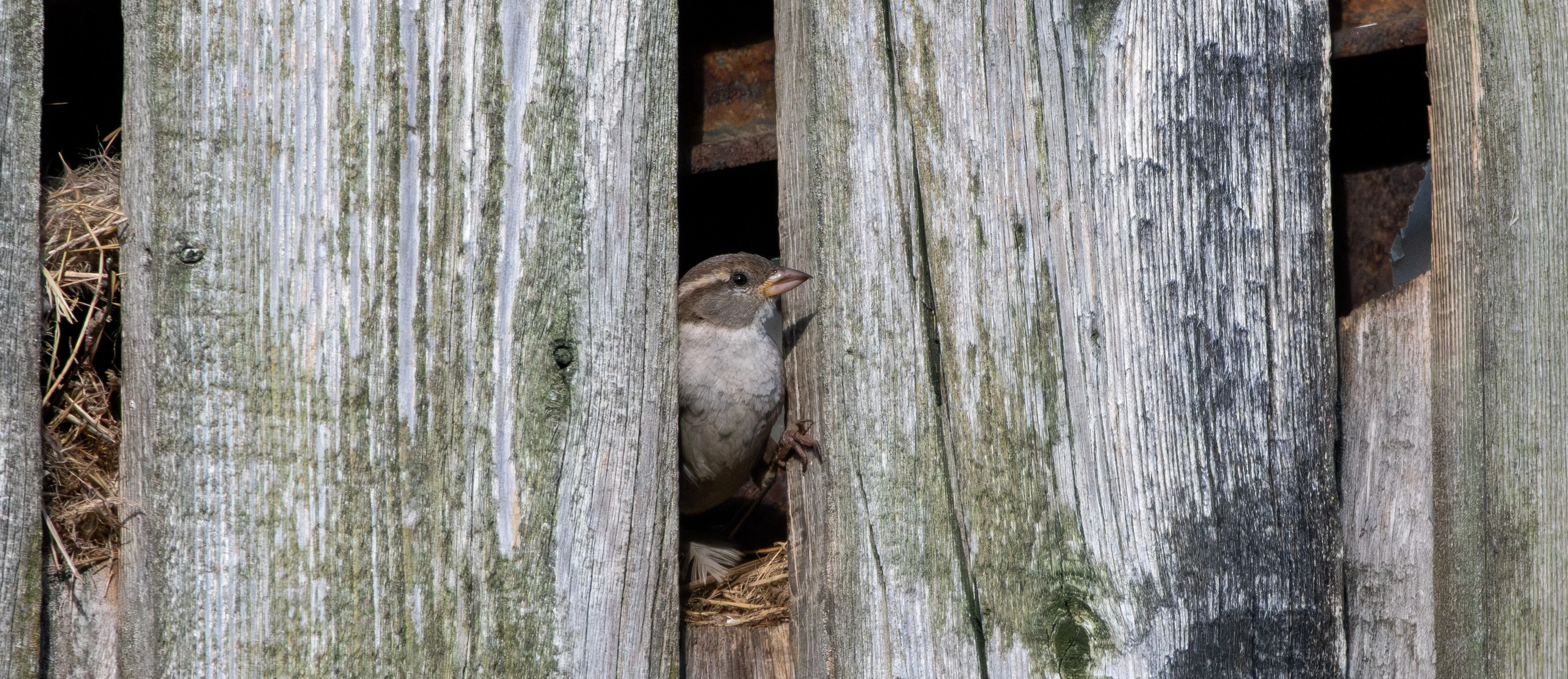 House Sparrow, New Forest, UK — photo by Orlando Prugel-Bennett