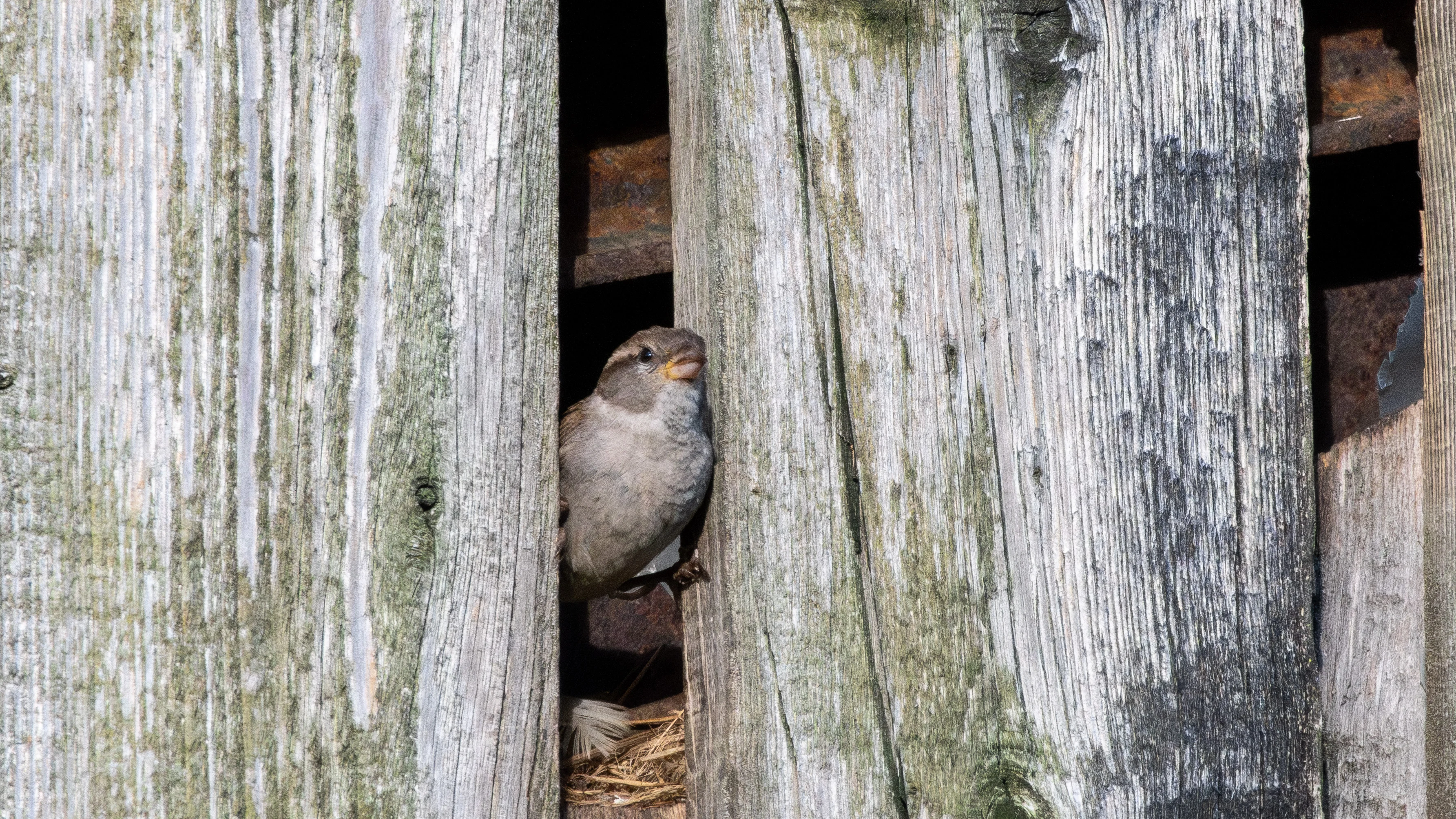 House Sparrow, New Forest, UK — photo by Orlando Prugel-Bennett