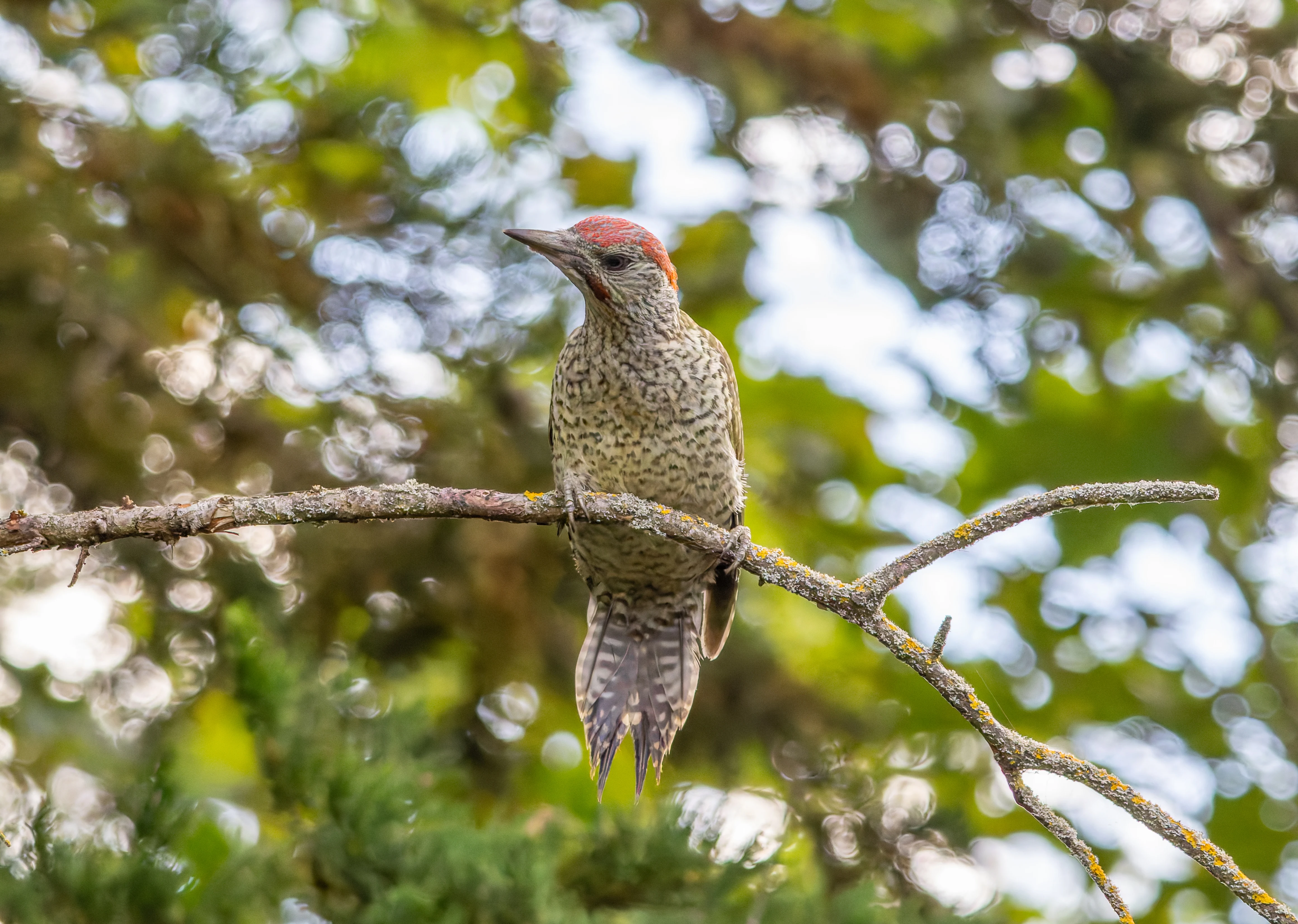 Green Woodpecker, Eling, UK — photo by Orlando Prugel-Bennett