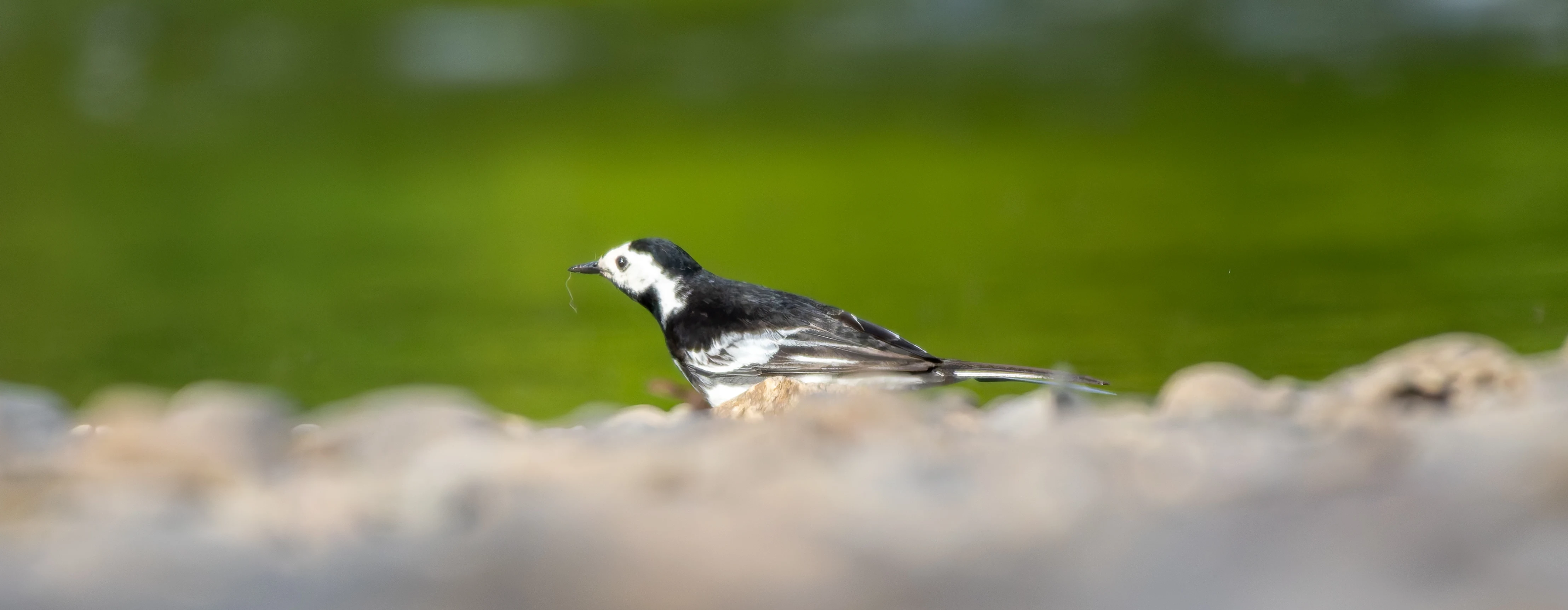 Pied Wagtail, River Wye, UK — photo by Orlando Prugel-Bennett