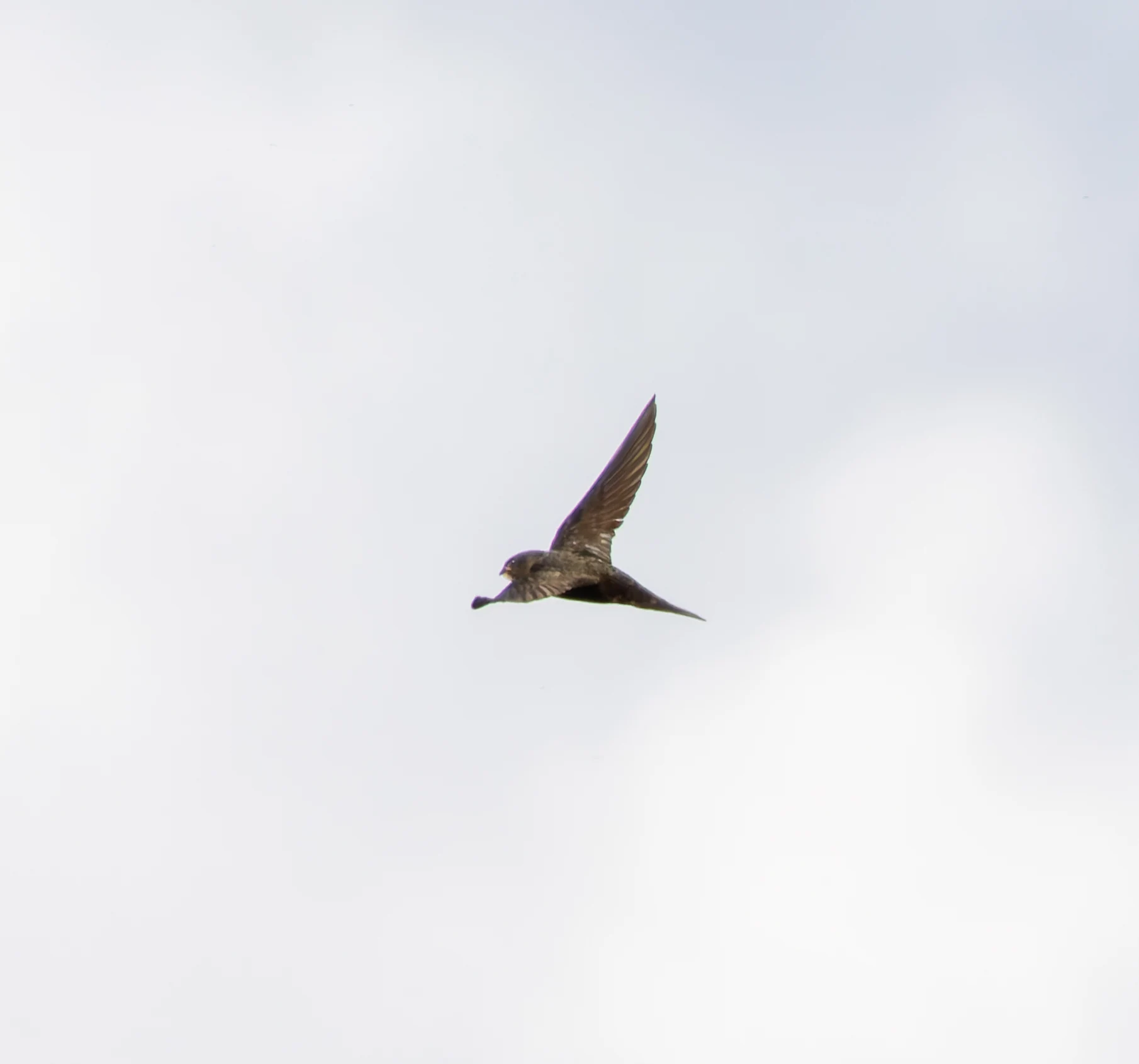 Sand Martin, River Wye, UK — photo by Orlando Prugel-Bennett