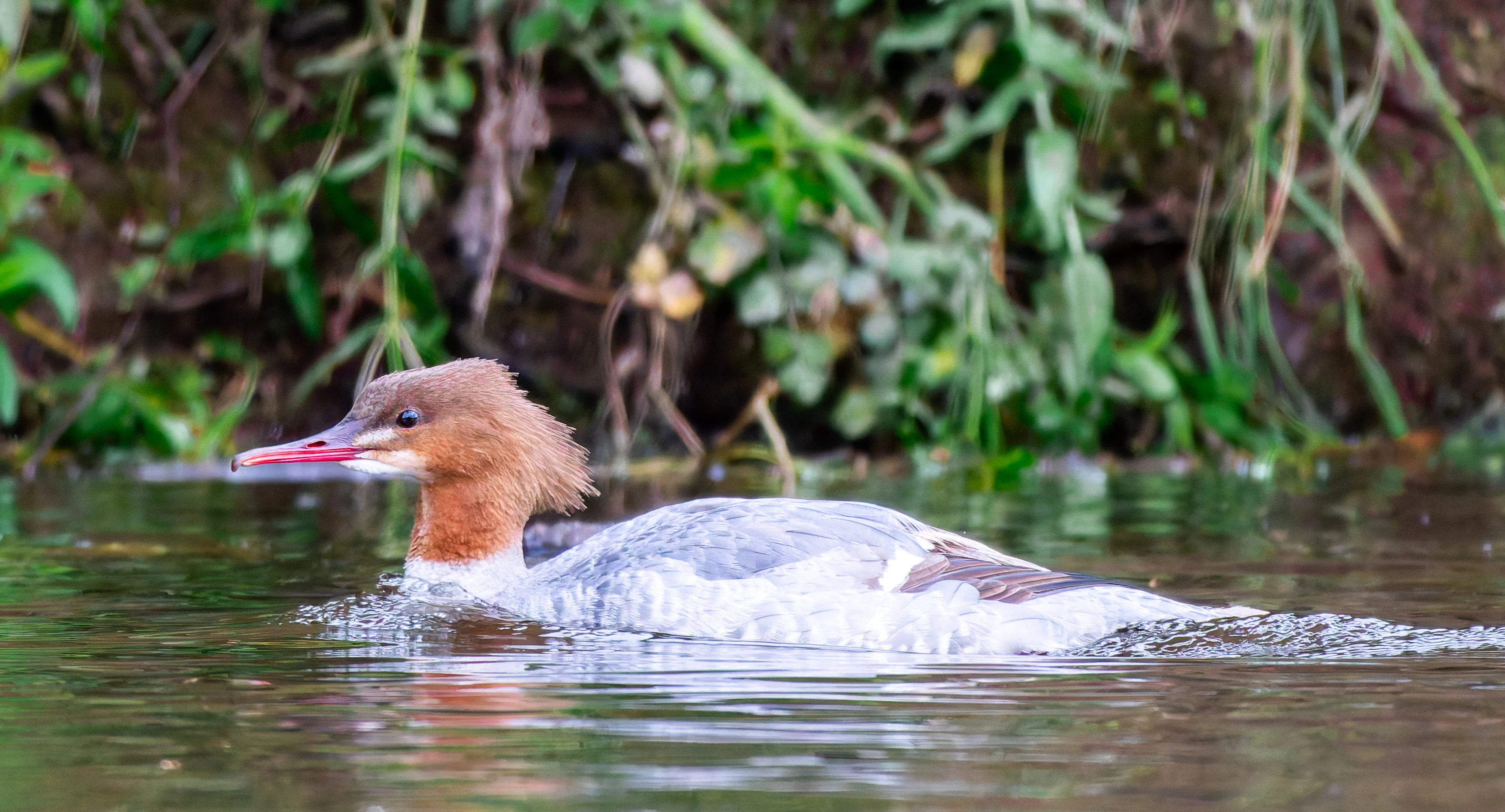 Goosander, River Wye, UK — photo by Orlando Prugel-Bennett