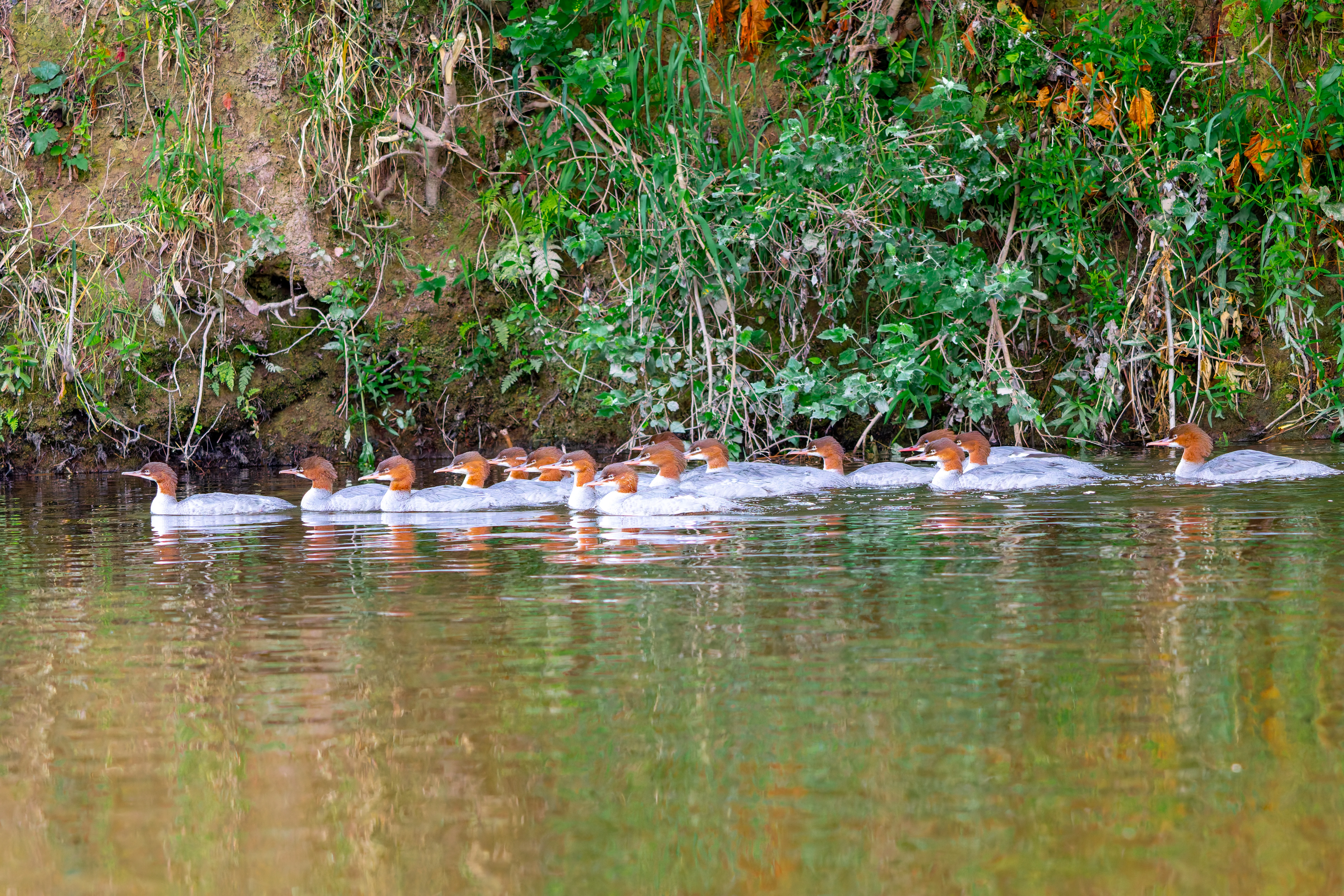 Goosander, River Wye, UK — photo by Orlando Prugel-Bennett