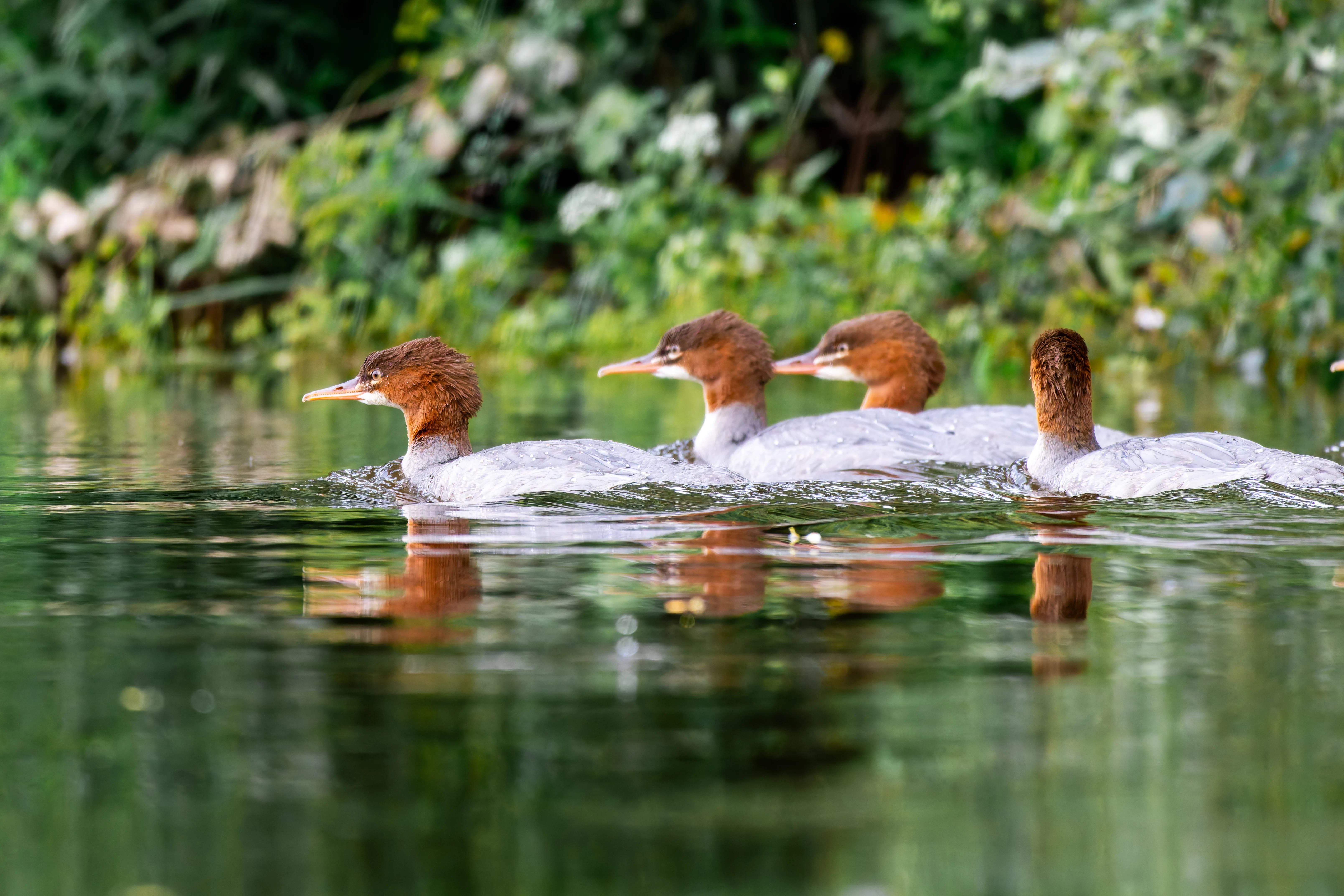 Goosander, River Wye, UK — photo by Orlando Prugel-Bennett