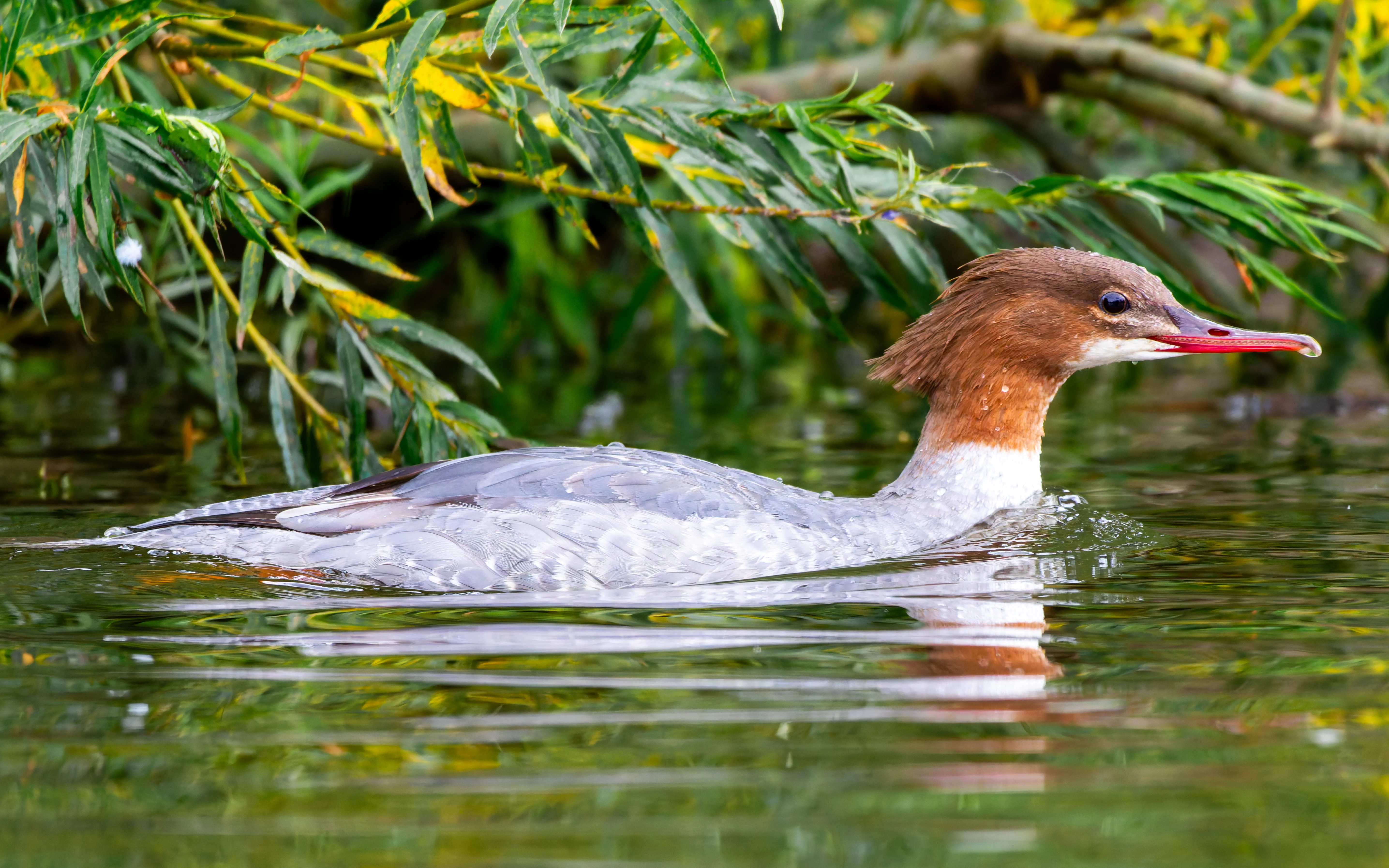 Goosander, River Wye, UK — photo by Orlando Prugel-Bennett