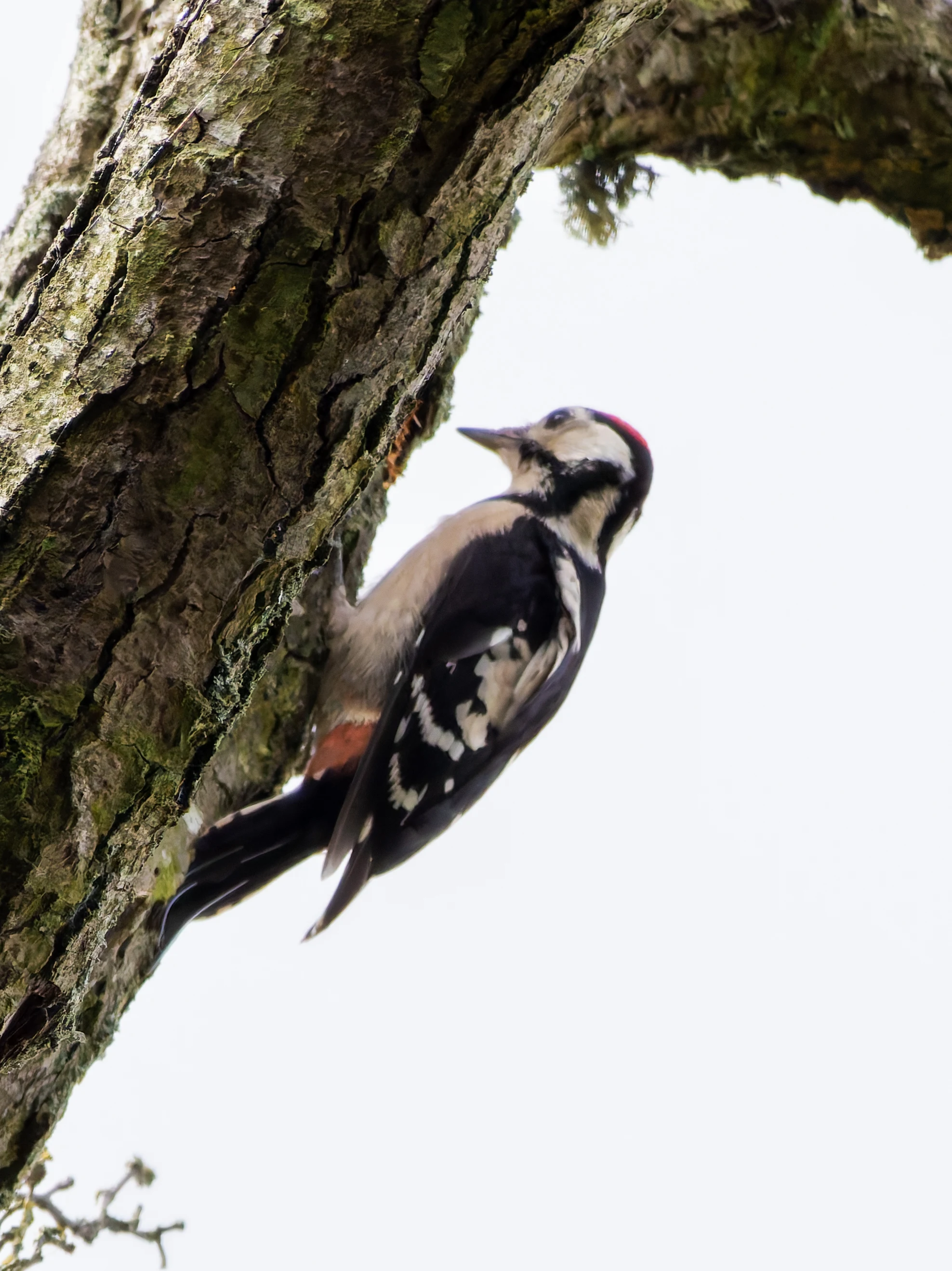 Great Spotted Woodpecker, River Wye, UK — photo by Orlando Prugel-Bennett