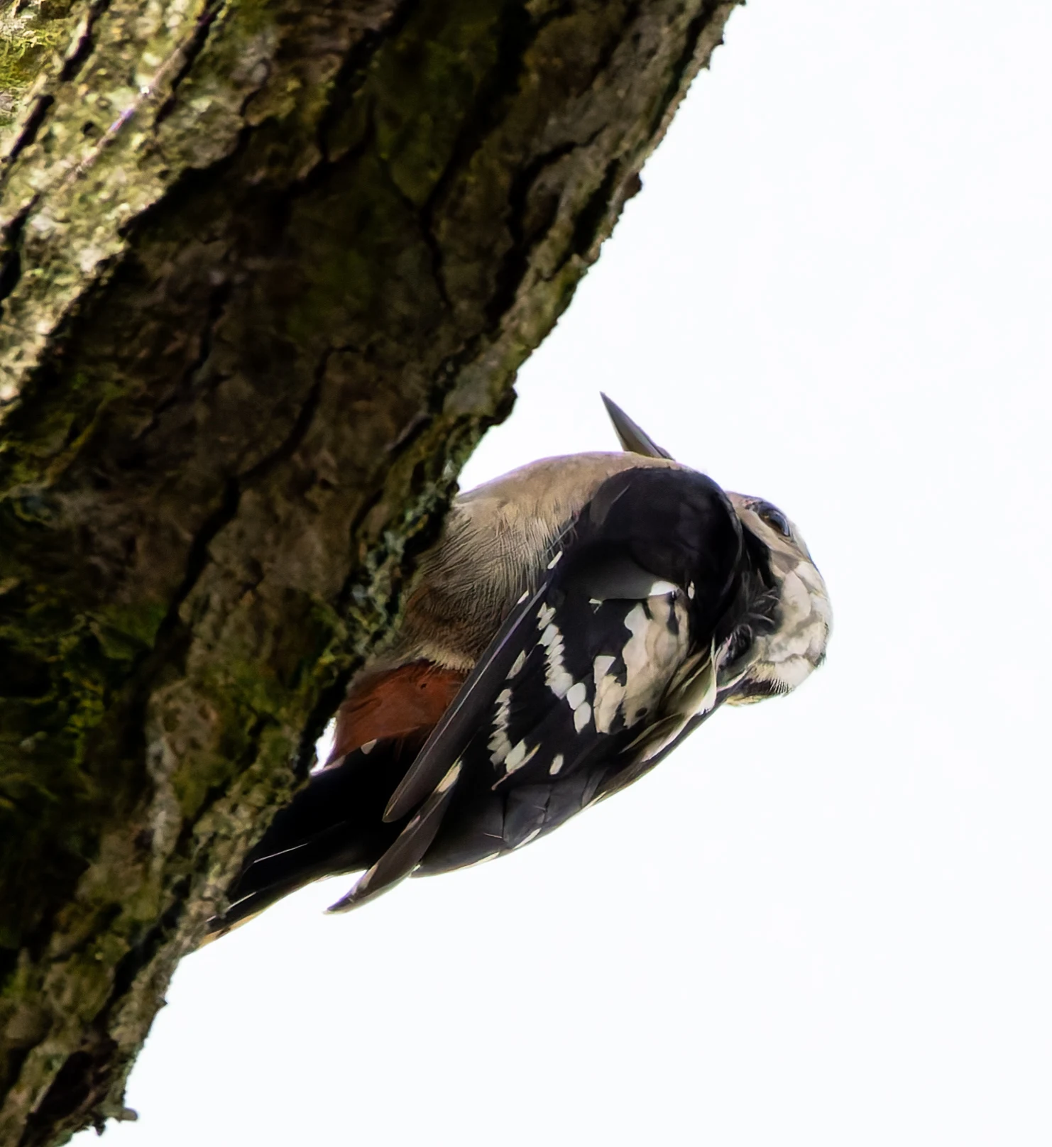 Great Spotted Woodpecker, River Wye, UK — photo by Orlando Prugel-Bennett