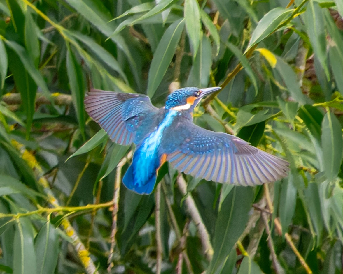 Kingfisher, River Wye, UK — photo by Orlando Prugel-Bennett