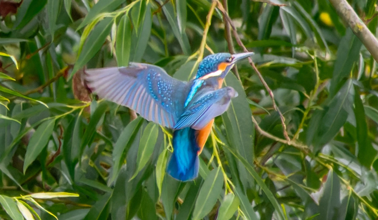 Kingfisher, River Wye, UK — photo by Orlando Prugel-Bennett