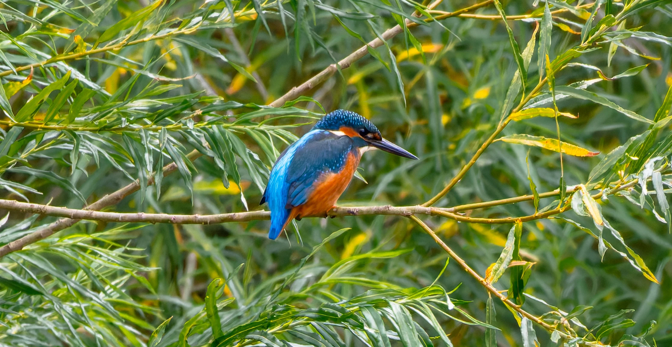Kingfisher, River Wye, UK — photo by Orlando Prugel-Bennett