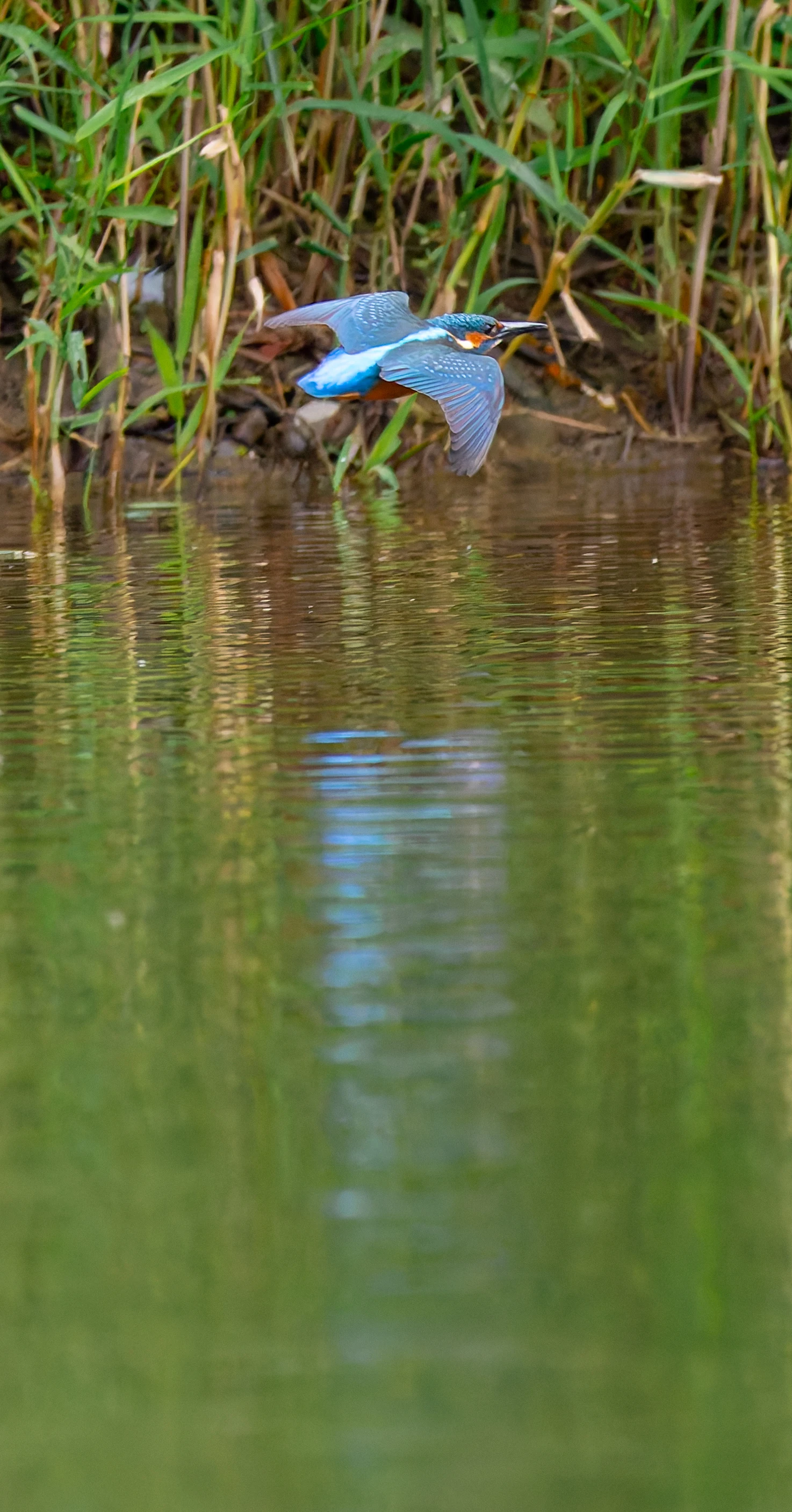 Kingfisher, River Wye, UK — photo by Orlando Prugel-Bennett