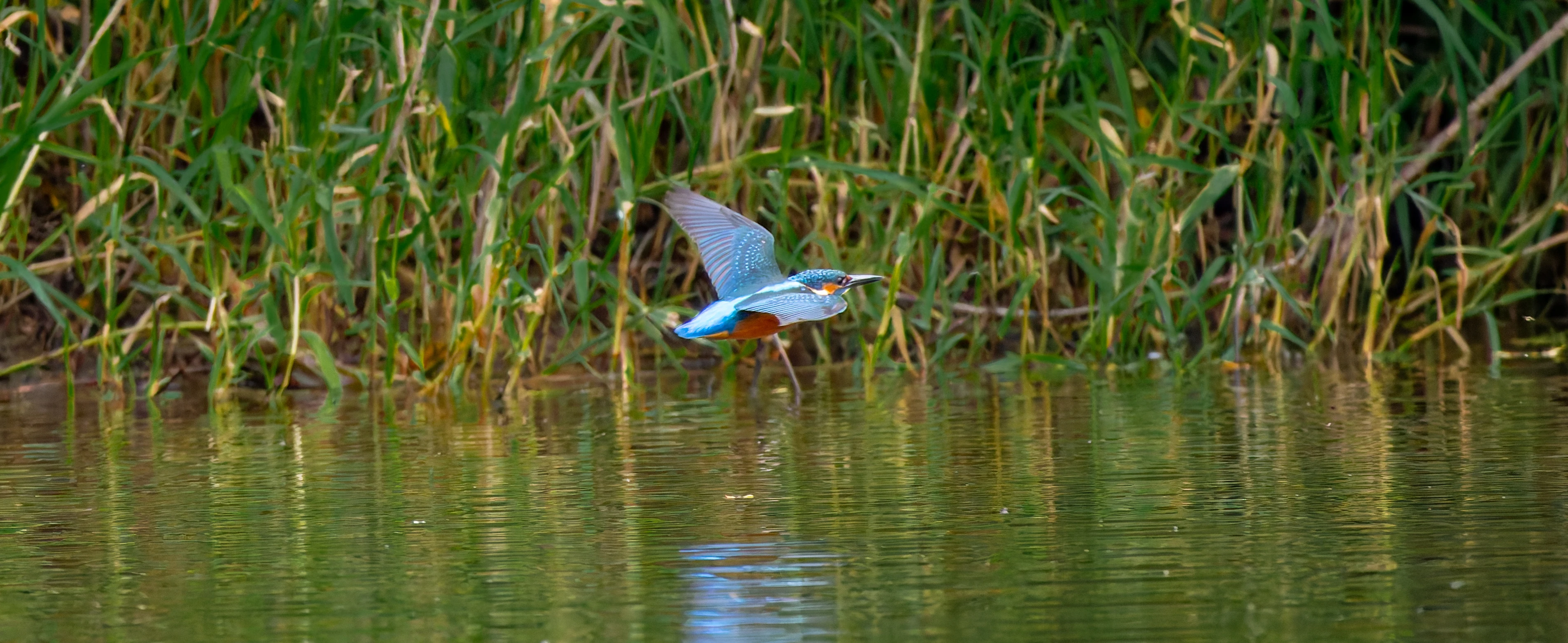 Kingfisher, River Wye, UK — photo by Orlando Prugel-Bennett