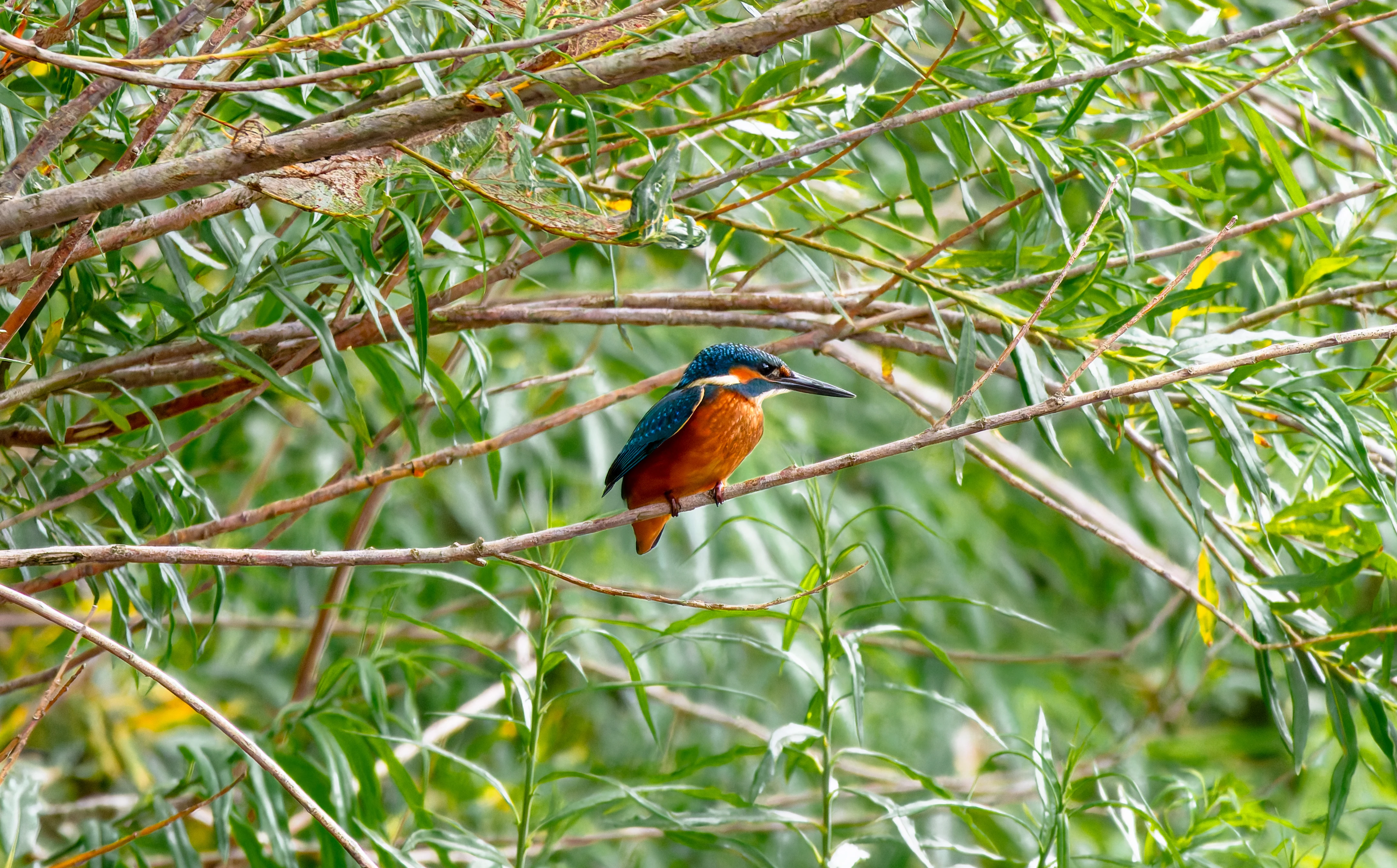 Kingfisher, River Wye, UK — photo by Orlando Prugel-Bennett