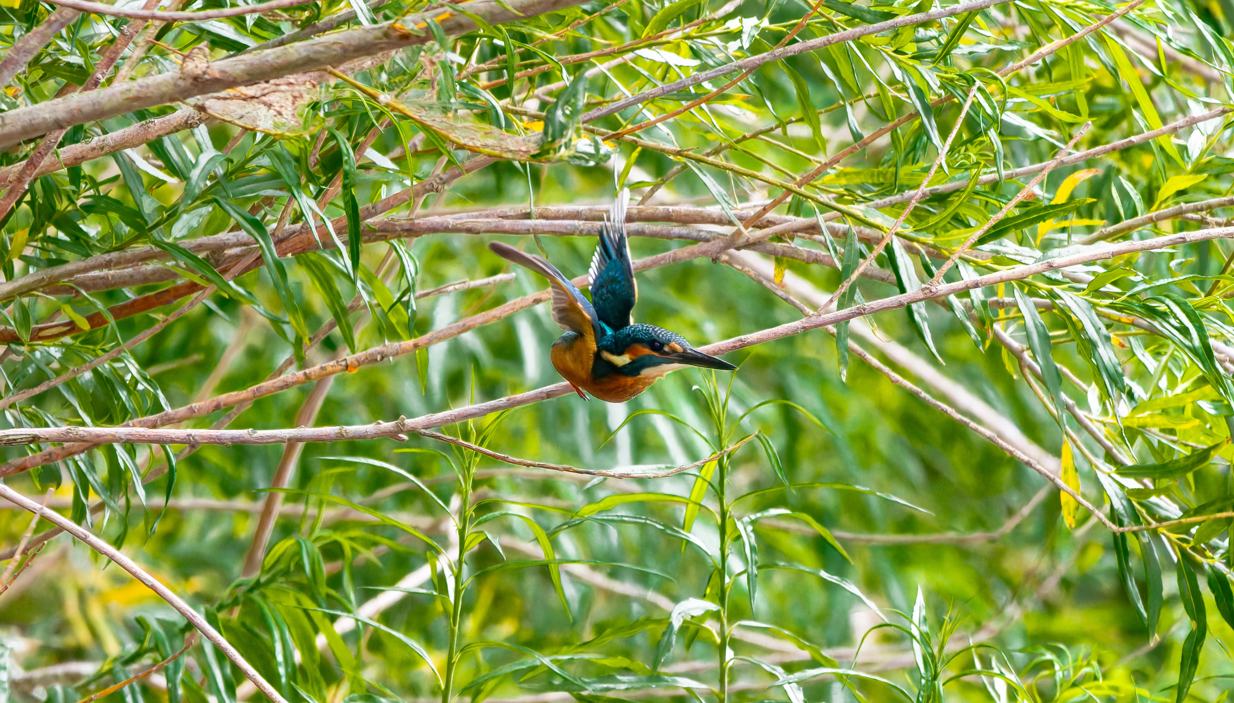 Kingfisher, River Wye, UK — photo by Orlando Prugel-Bennett