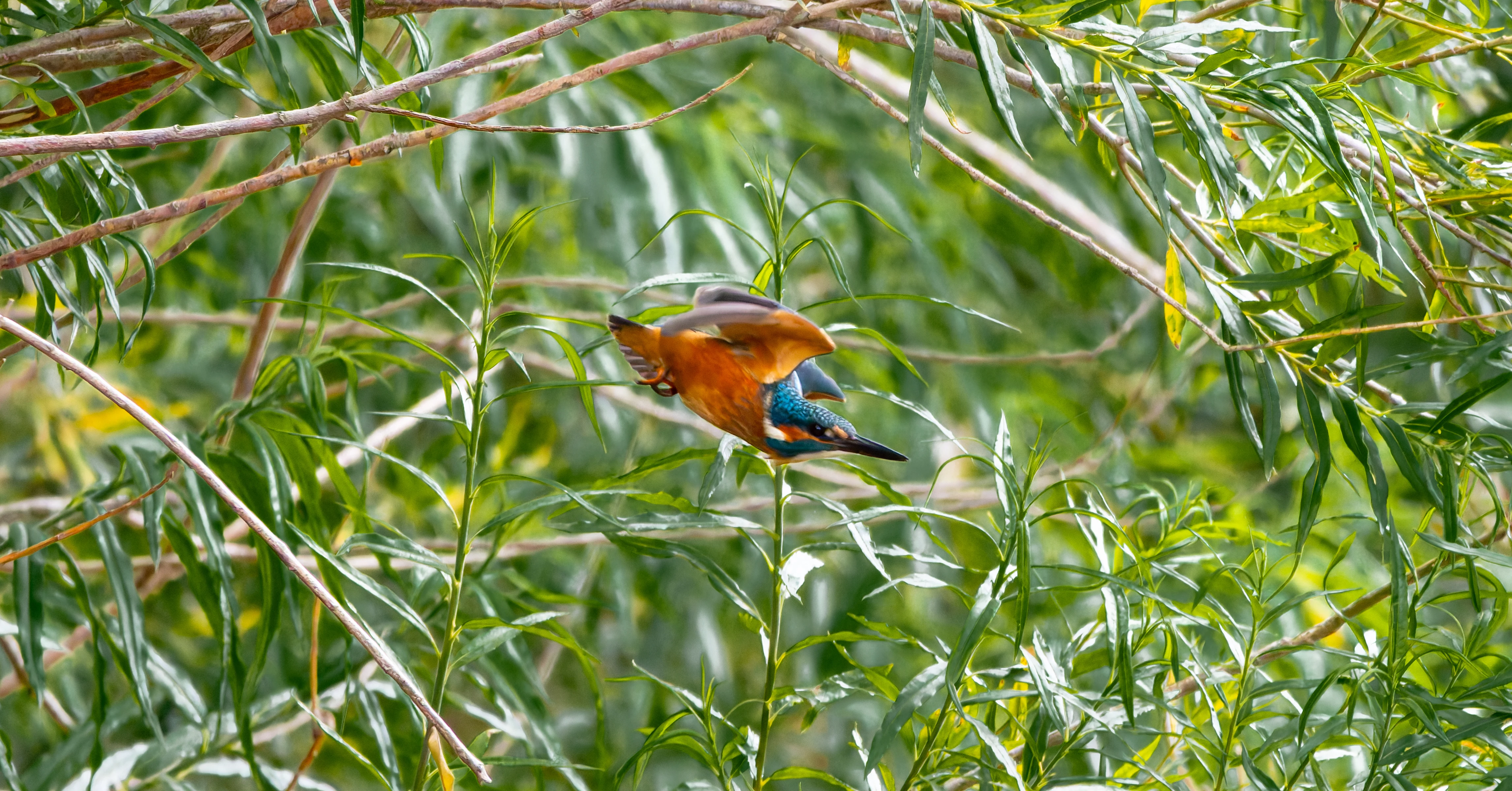 Kingfisher, River Wye, UK — photo by Orlando Prugel-Bennett