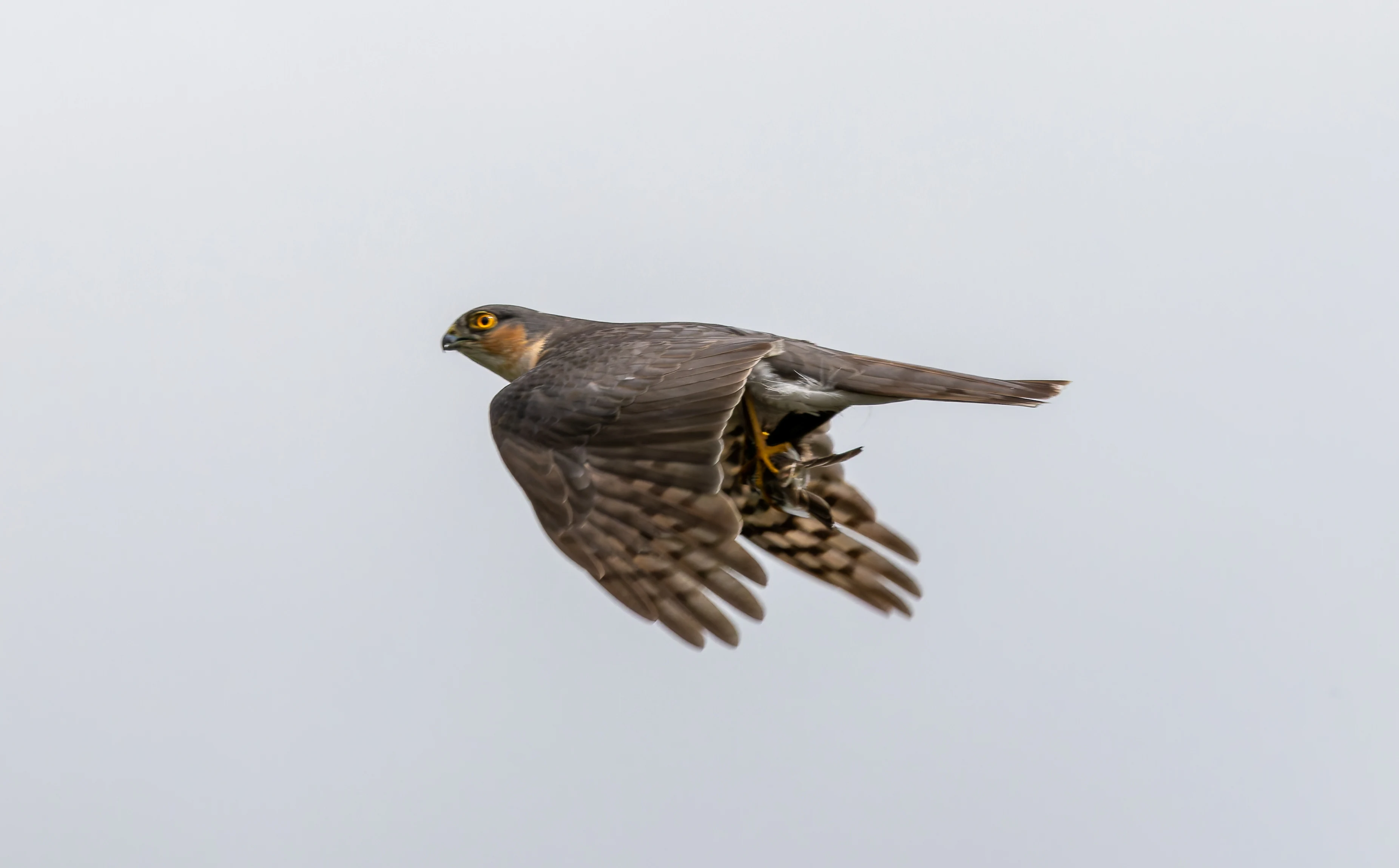 Sparrowhawk, River Wye, UK — photo by Orlando Prugel-Bennett
