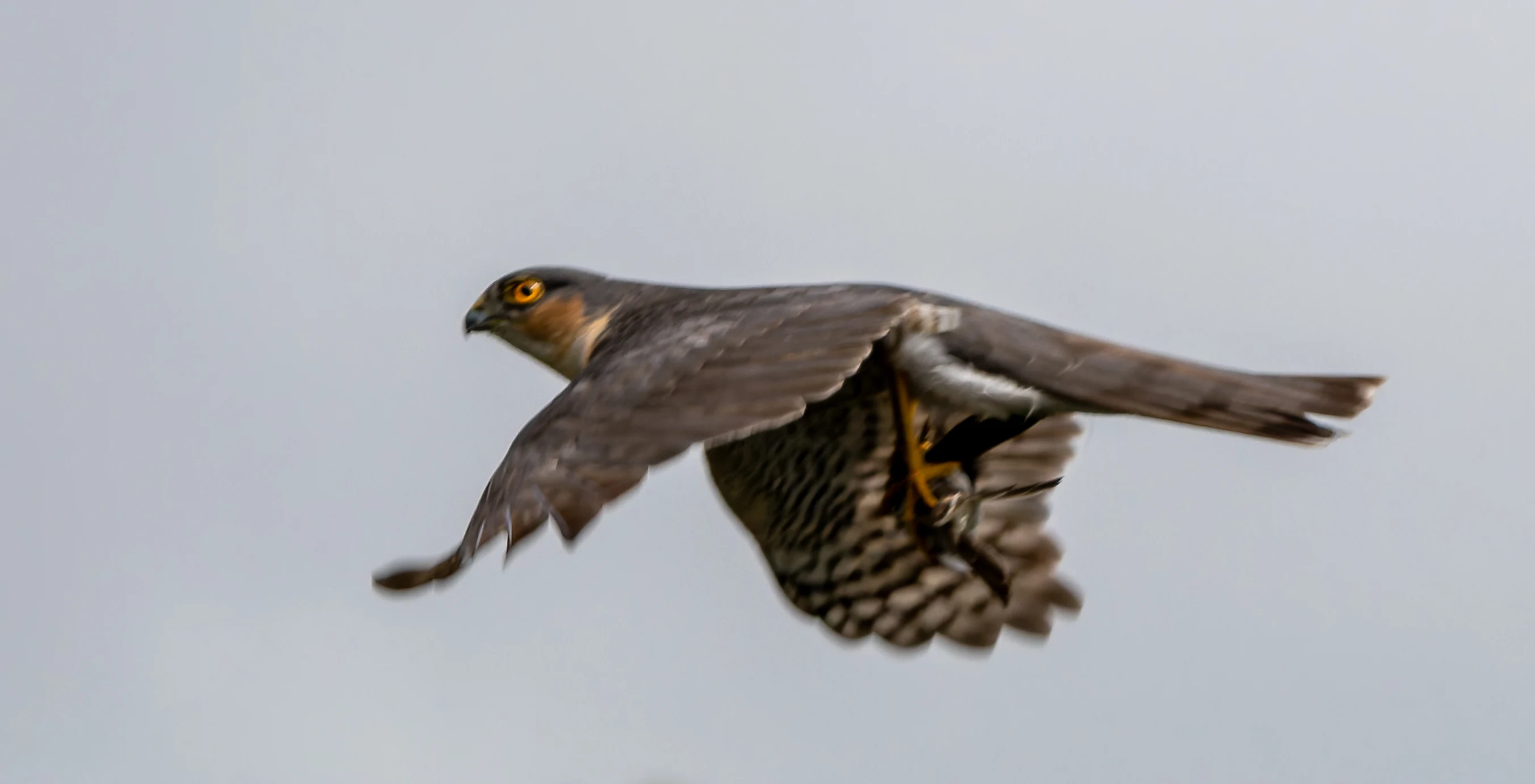 Sparrowhawk, River Wye, UK — photo by Orlando Prugel-Bennett