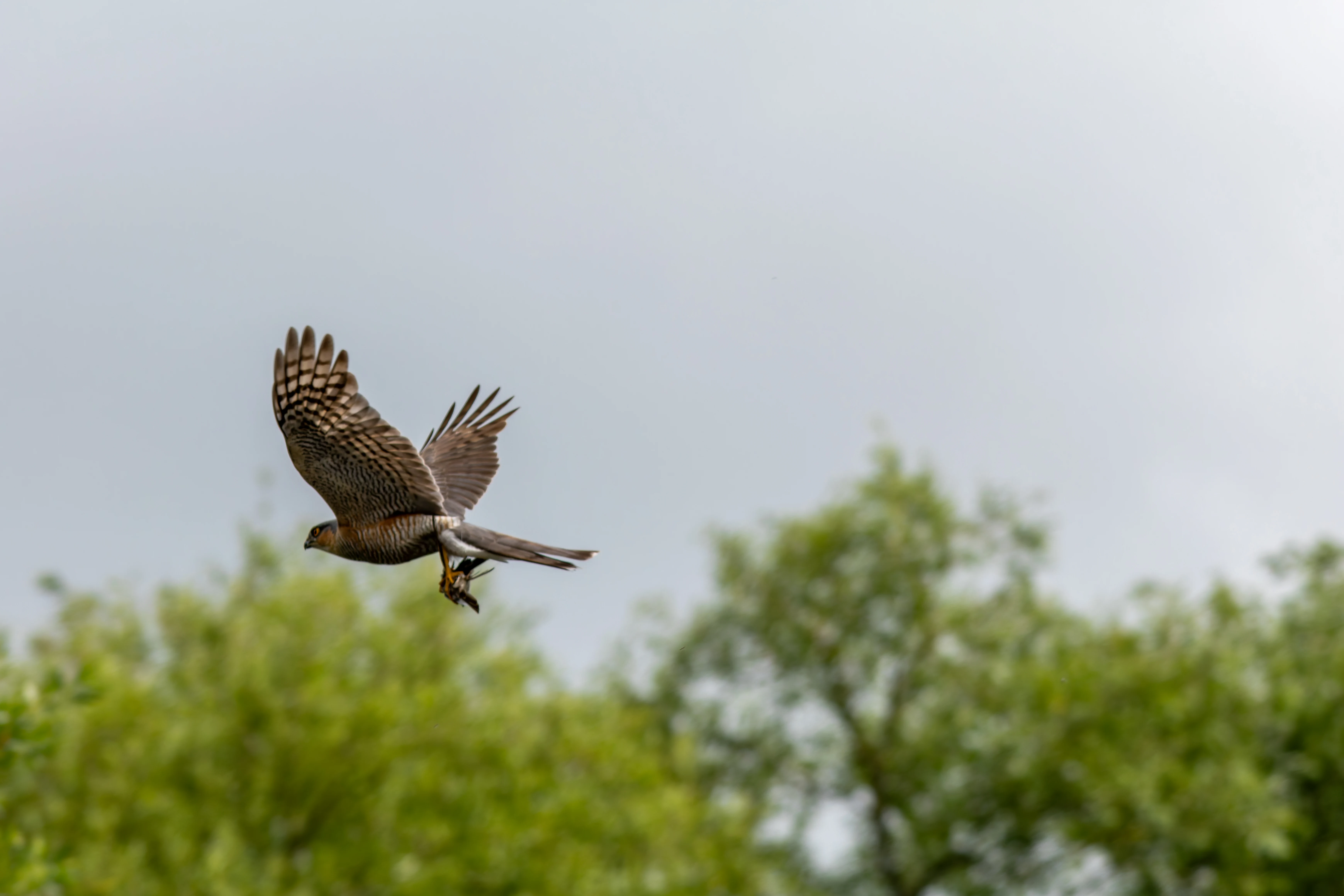 Sparrowhawk, River Wye, UK — photo by Orlando Prugel-Bennett