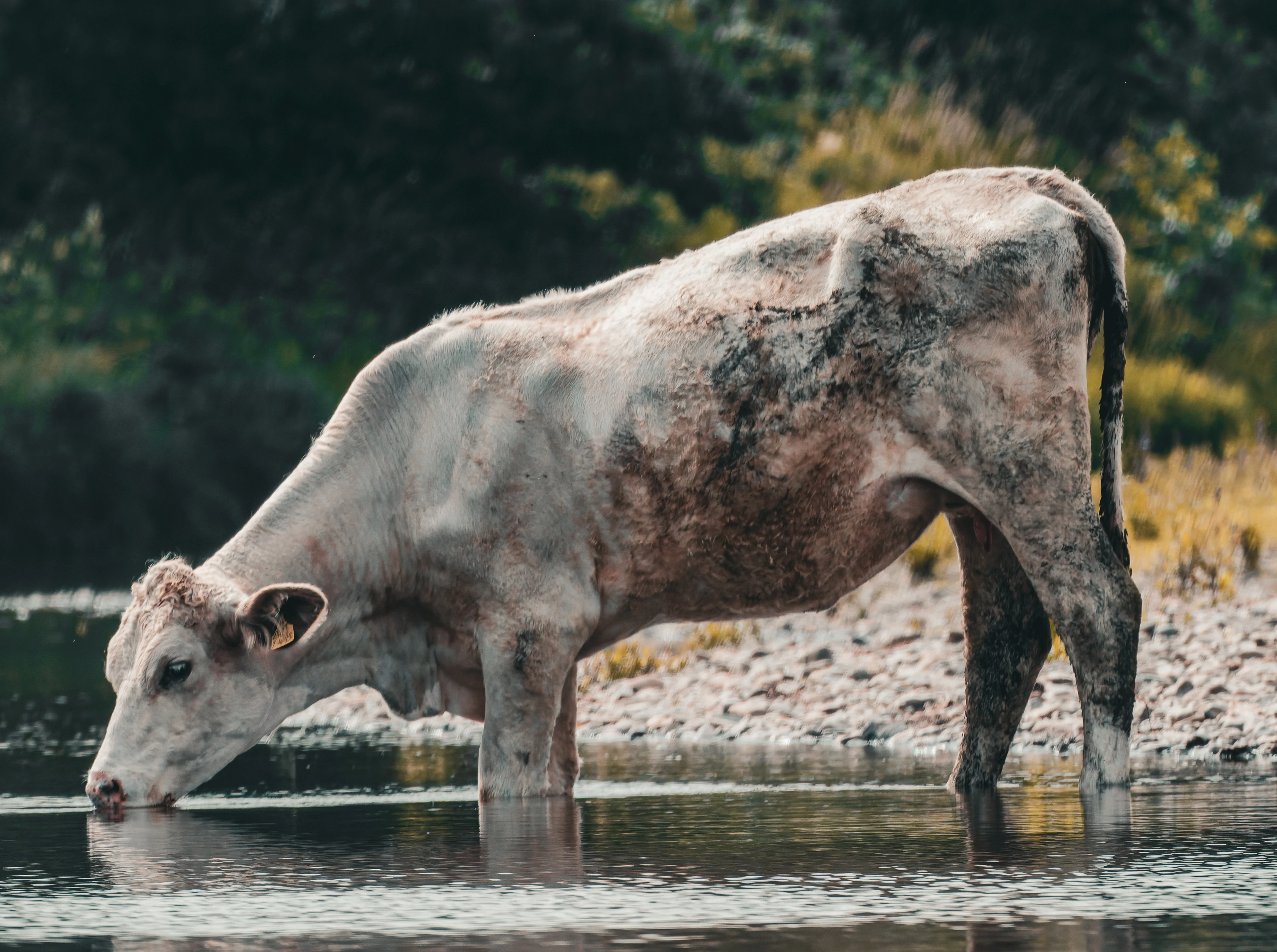 Cow, River Wye, UK — photo by Orlando Prugel-Bennett