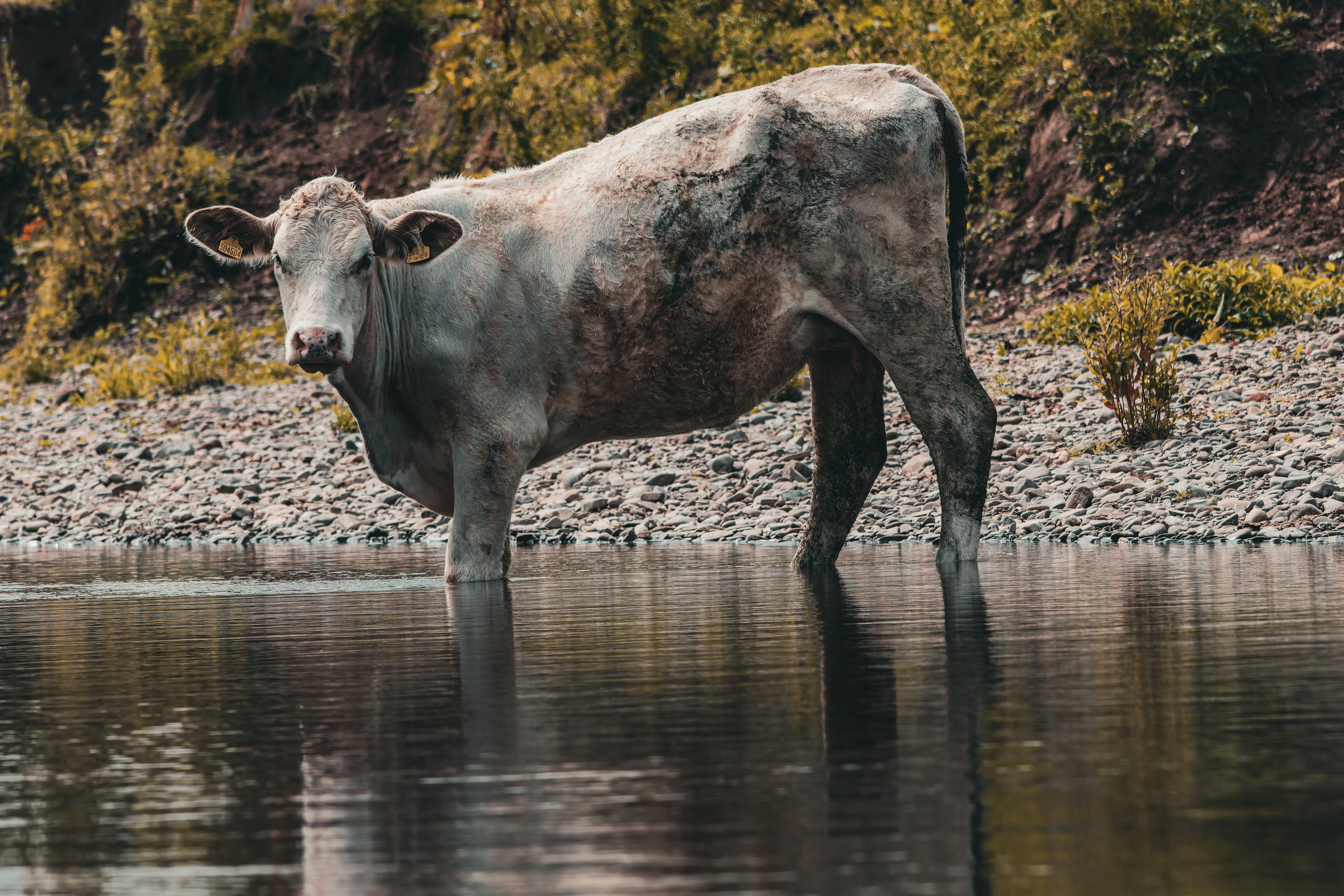 Cow, River Wye, UK — photo by Orlando Prugel-Bennett