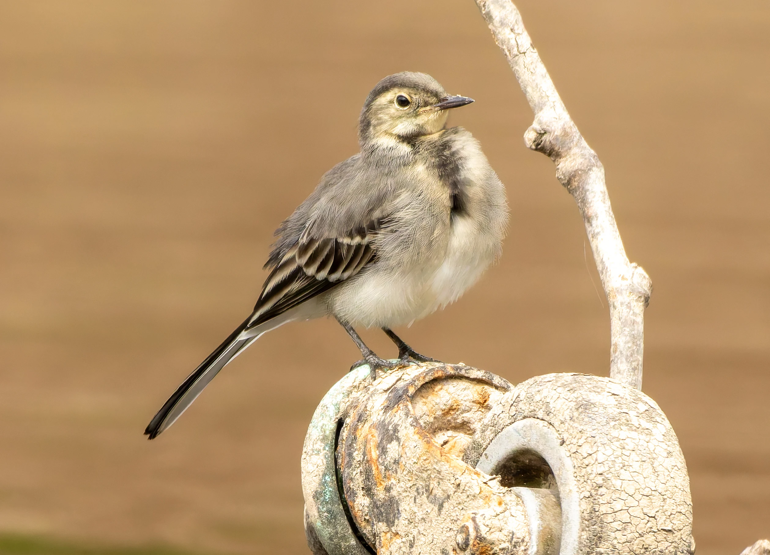 Pied Wagtail, River Wye, UK — photo by Orlando Prugel-Bennett