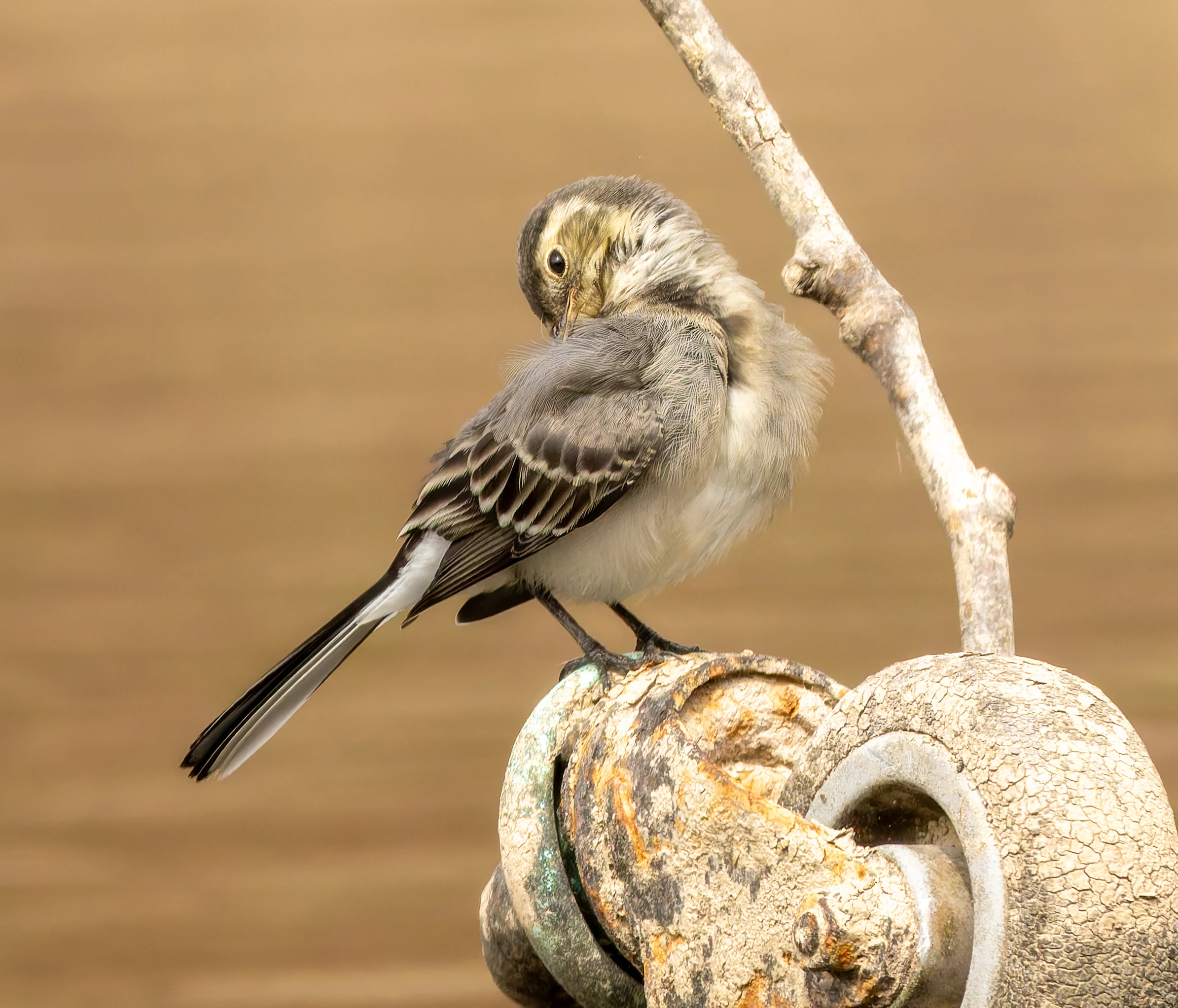 Pied Wagtail, River Wye, UK — photo by Orlando Prugel-Bennett
