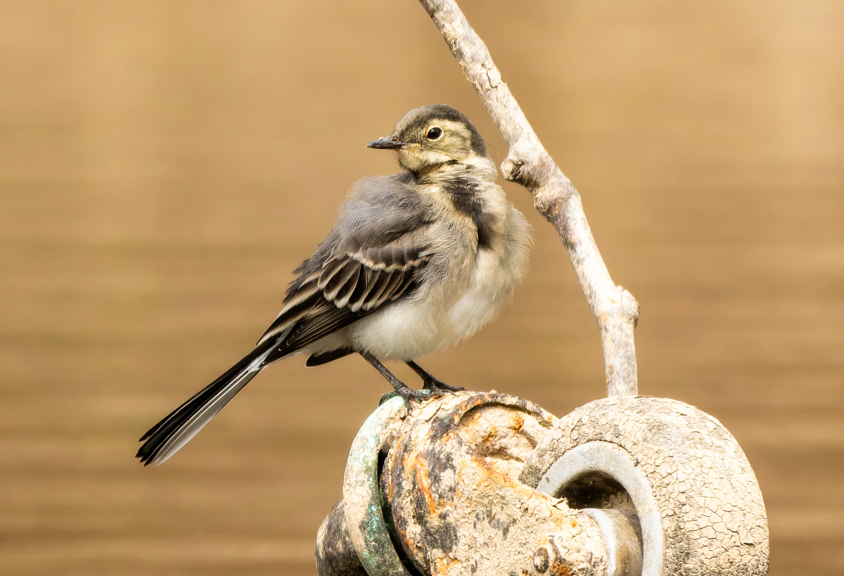 Pied Wagtail, River Wye, UK — photo by Orlando Prugel-Bennett