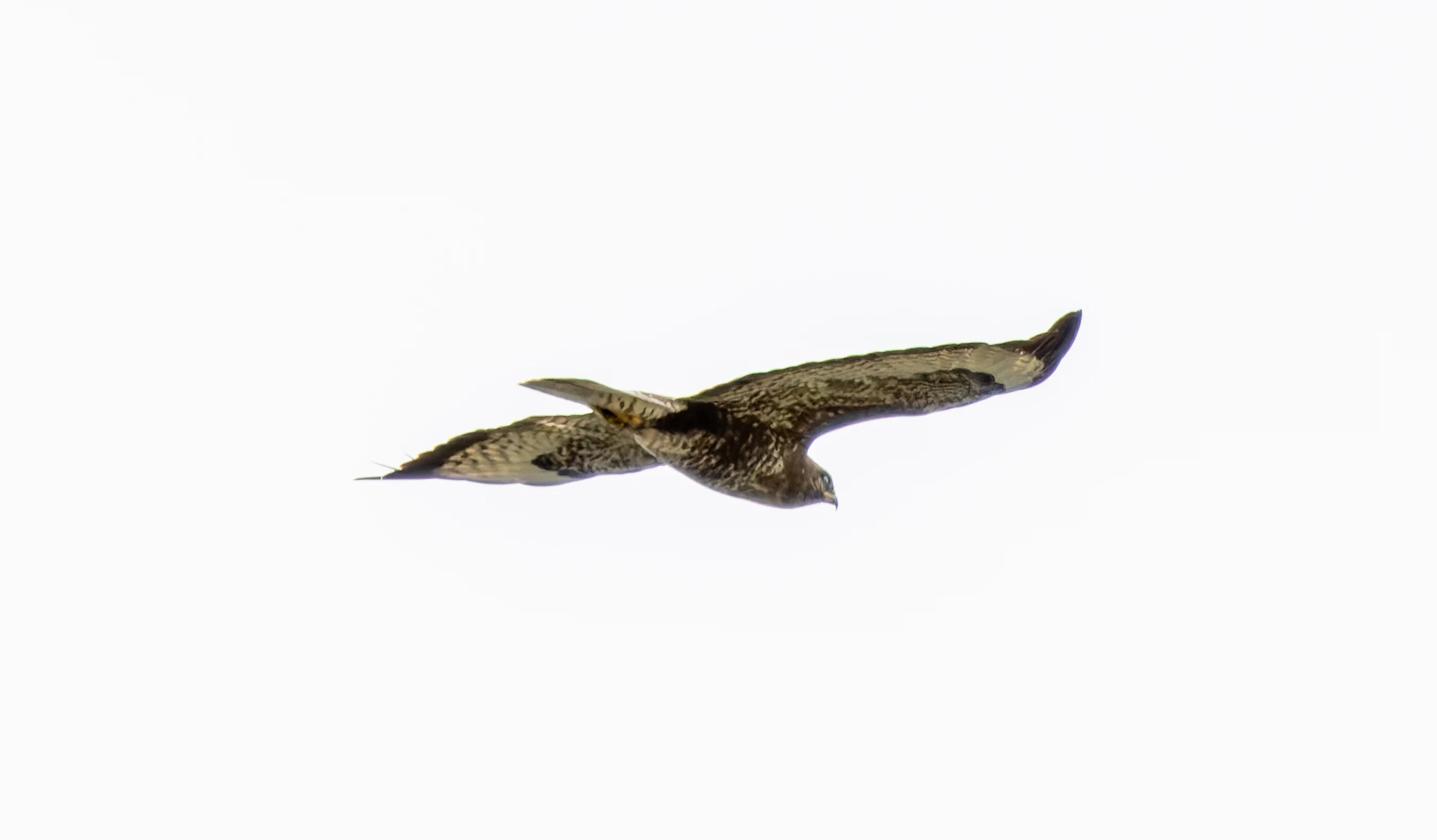 Common Buzzard, River Wye, UK — photo by Orlando Prugel-Bennett