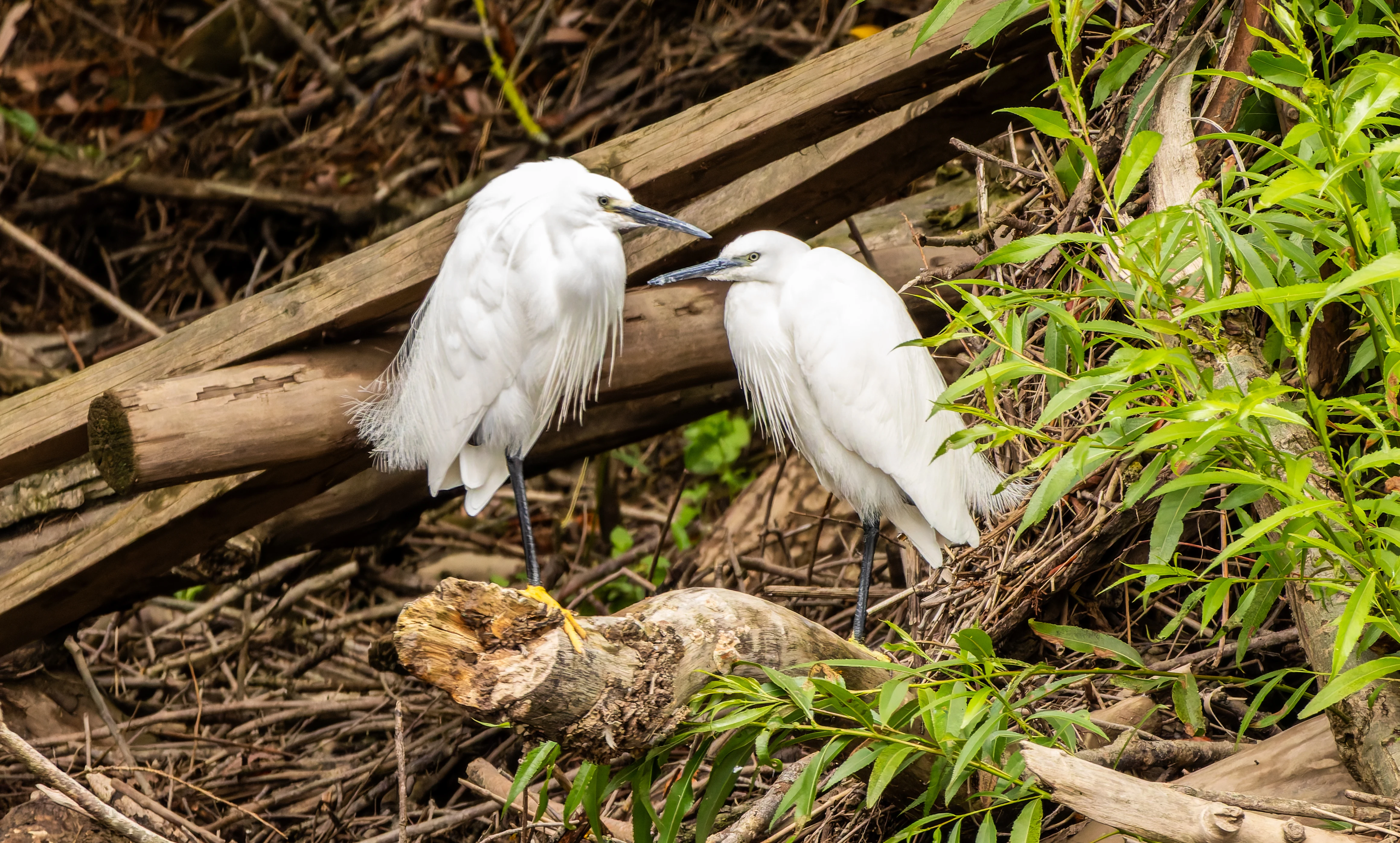 Little Egret, River Wye, UK — photo by Orlando Prugel-Bennett