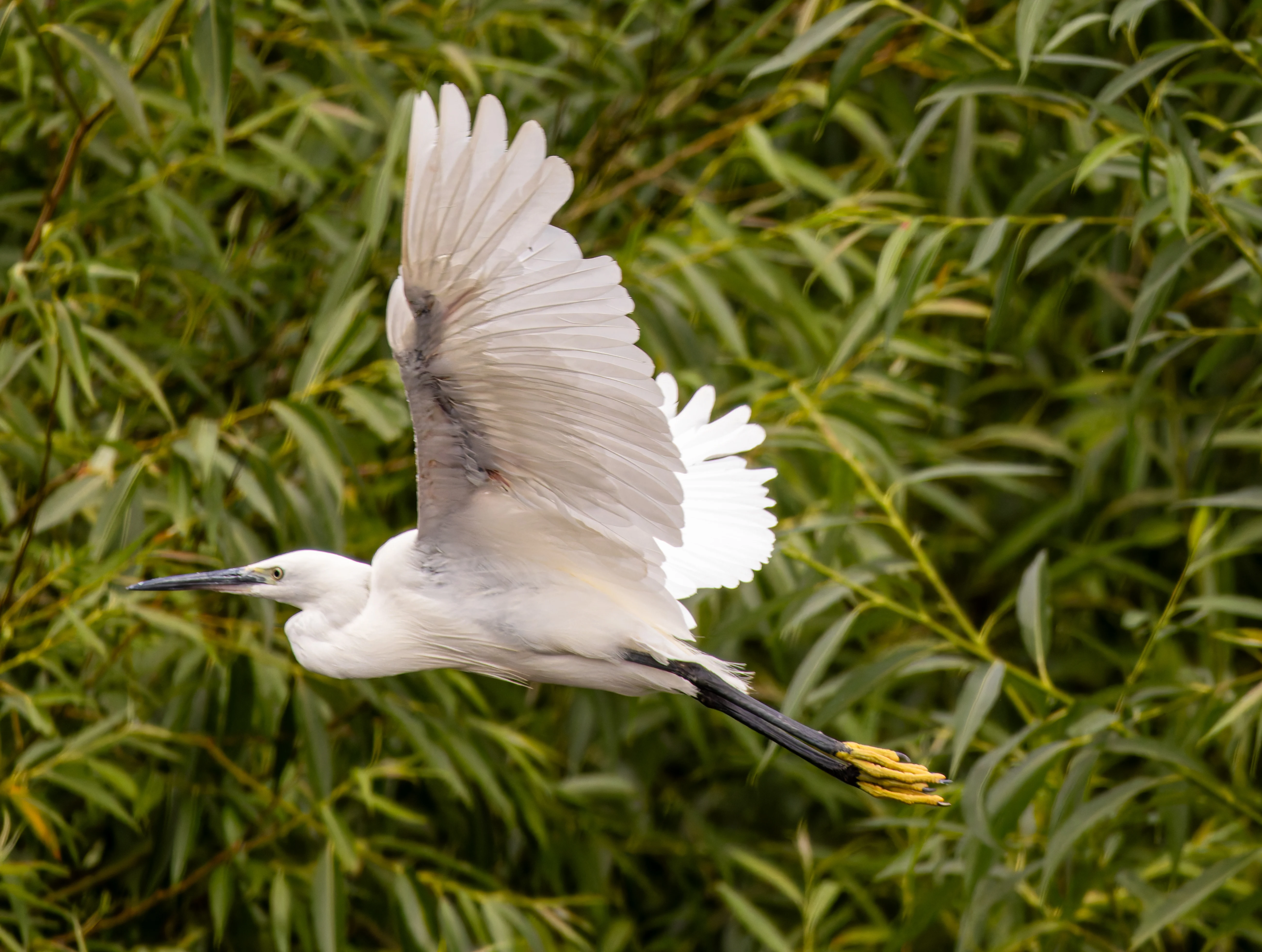 Little Egret, River Wye, UK — photo by Orlando Prugel-Bennett