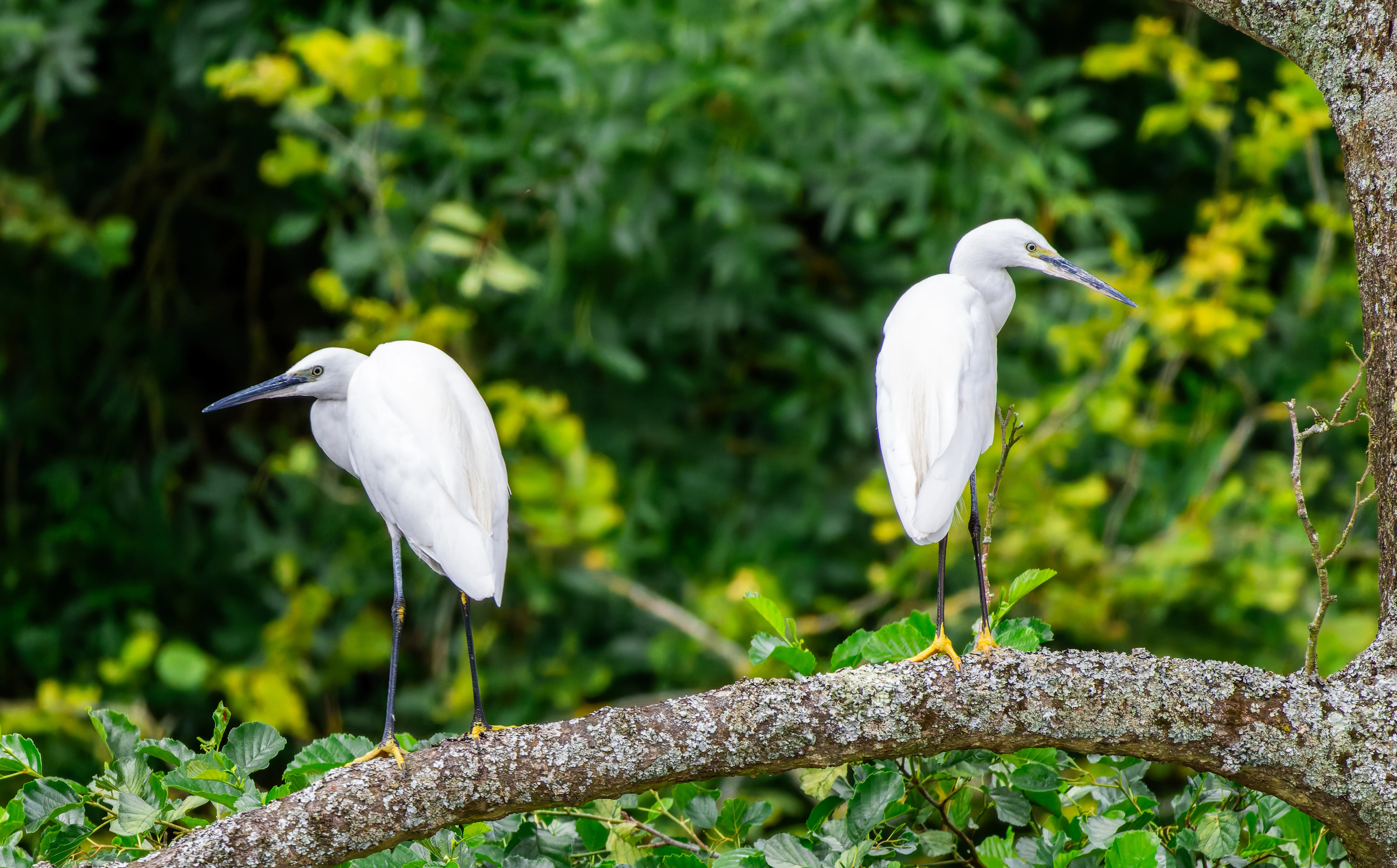 Little Egret, River Wye, UK — photo by Orlando Prugel-Bennett