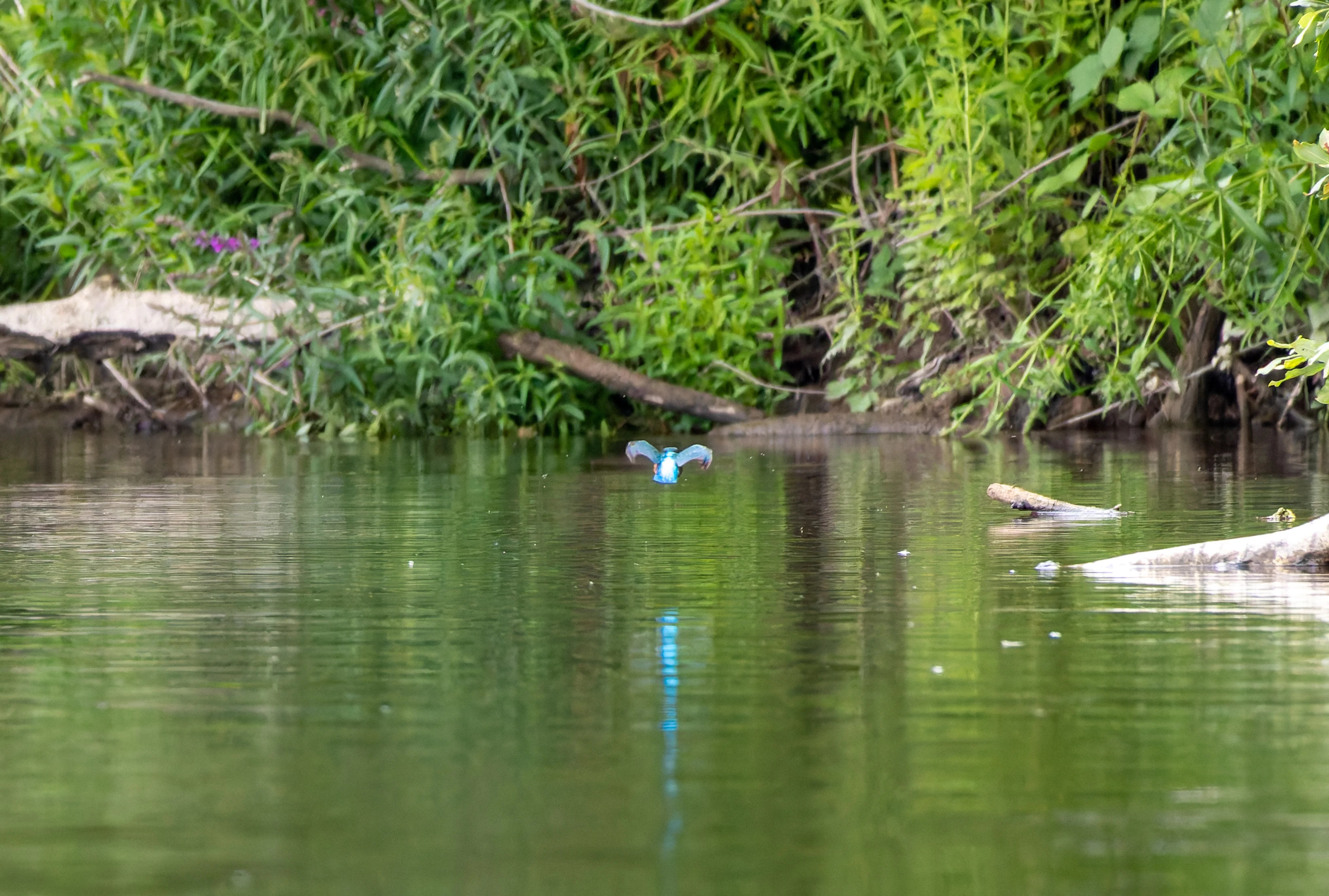 Kingfisher, River Wye, UK — photo by Orlando Prugel-Bennett
