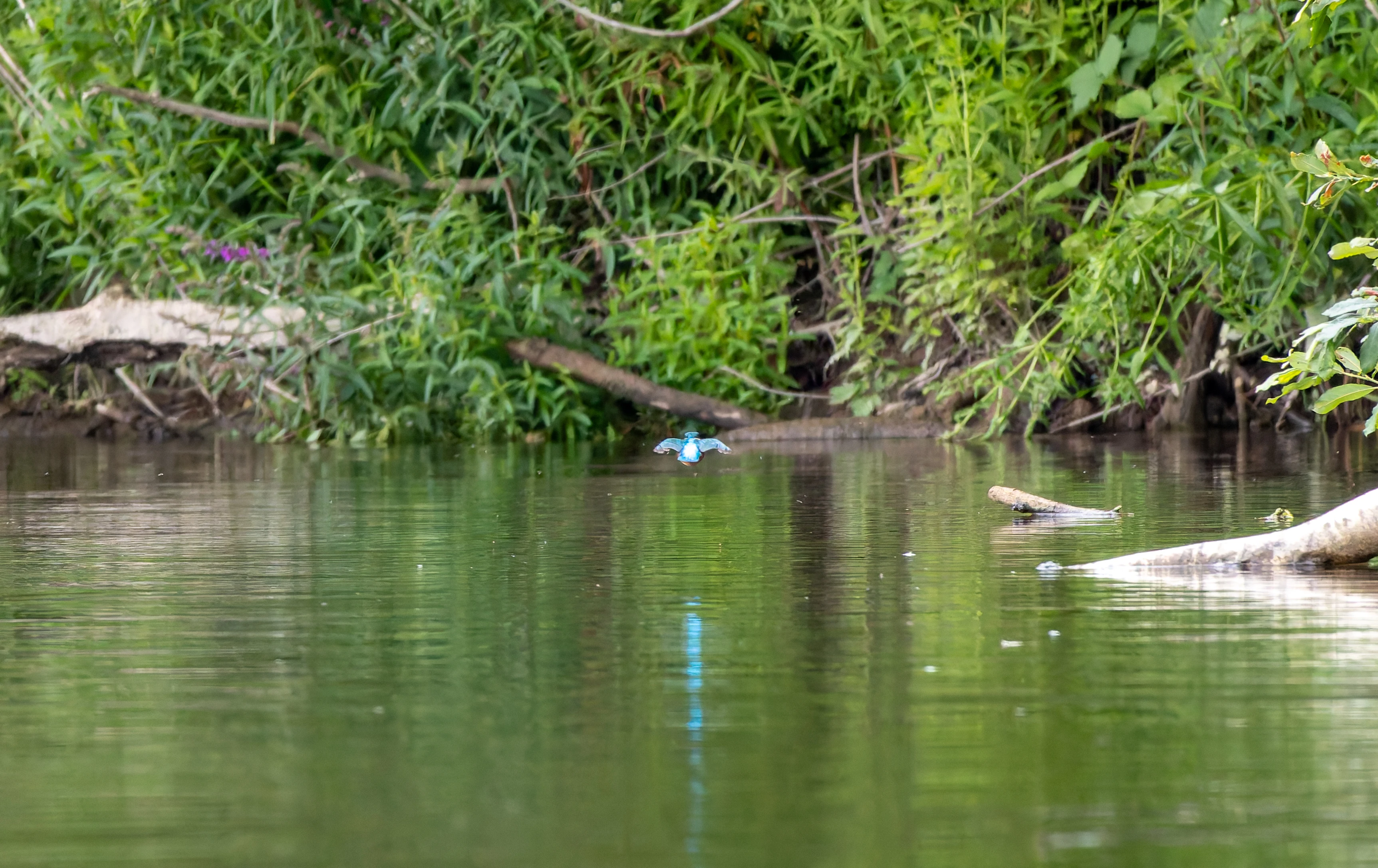 Kingfisher, River Wye, UK — photo by Orlando Prugel-Bennett