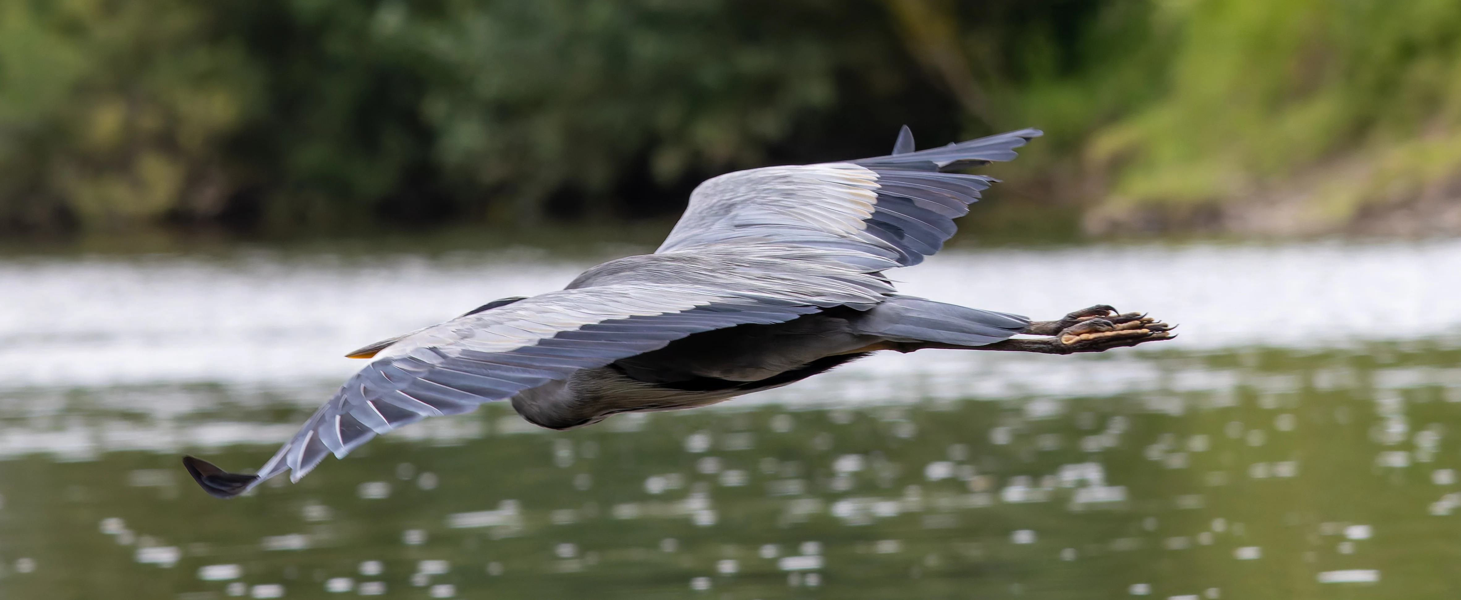 Gray Heron, River Wye, UK — photo by Orlando Prugel-Bennett