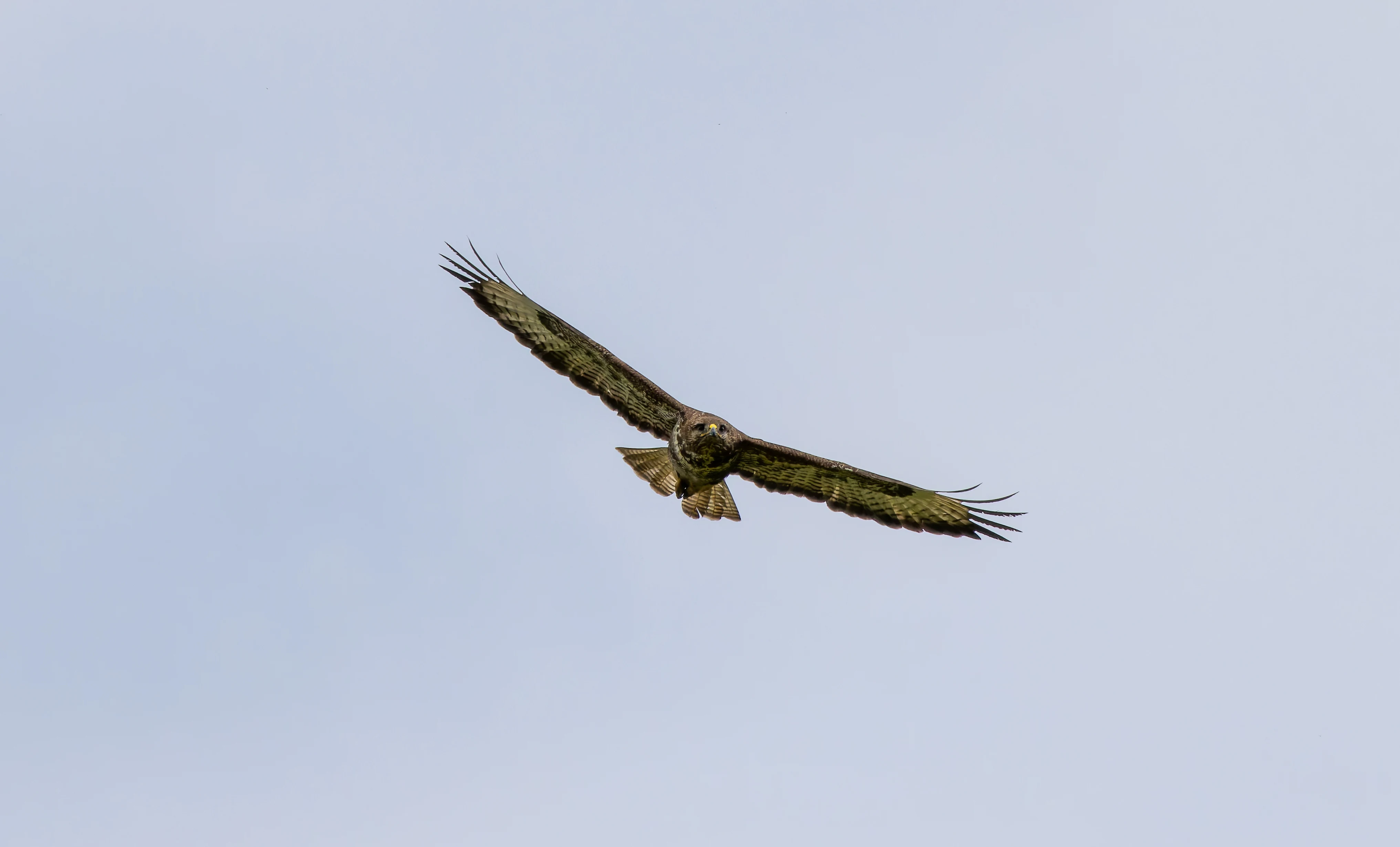 Common Buzzard, River Wye, UK — photo by Orlando Prugel-Bennett