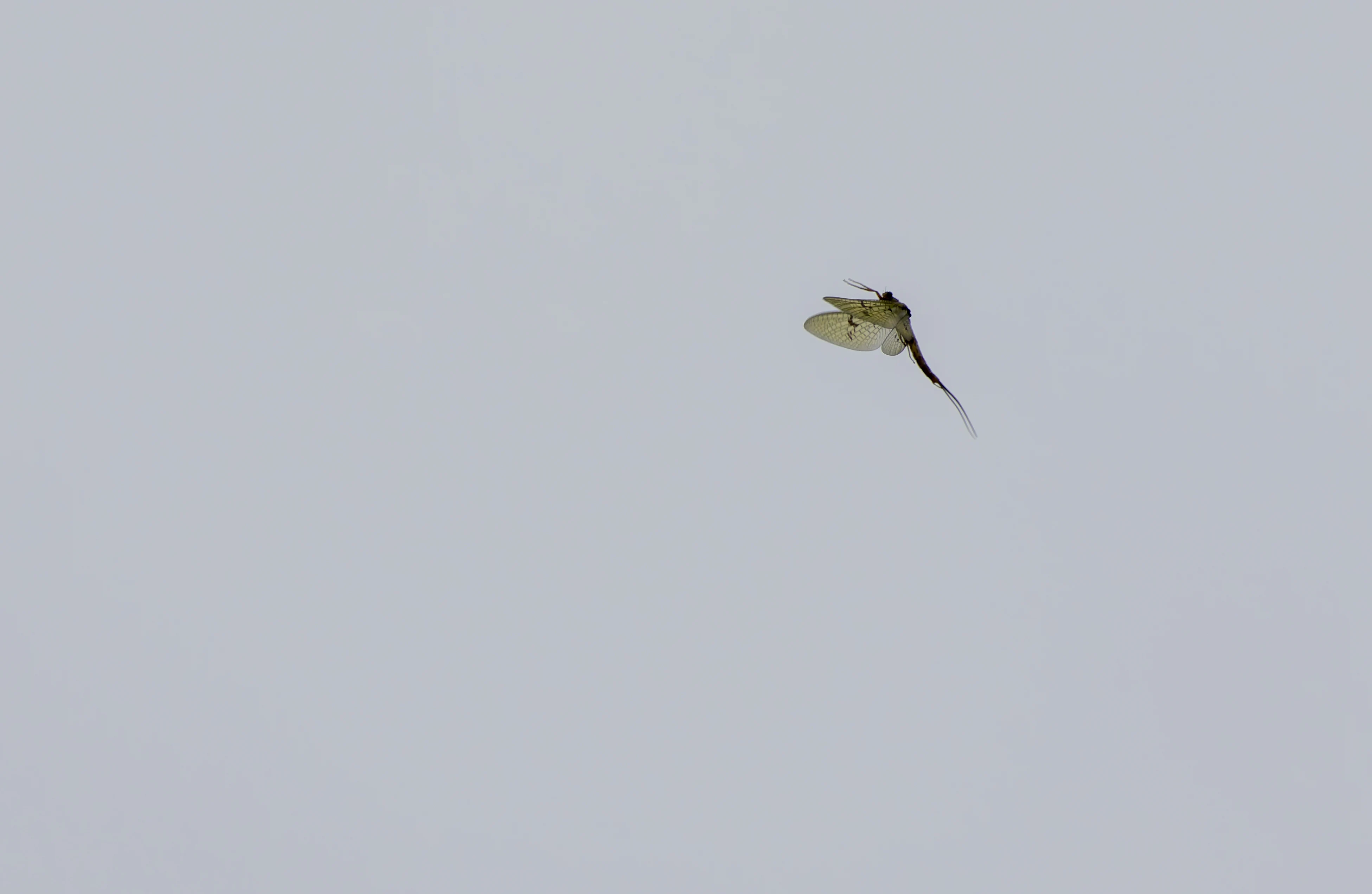 Mayfly, River Wye, UK — photo by Orlando Prugel-Bennett