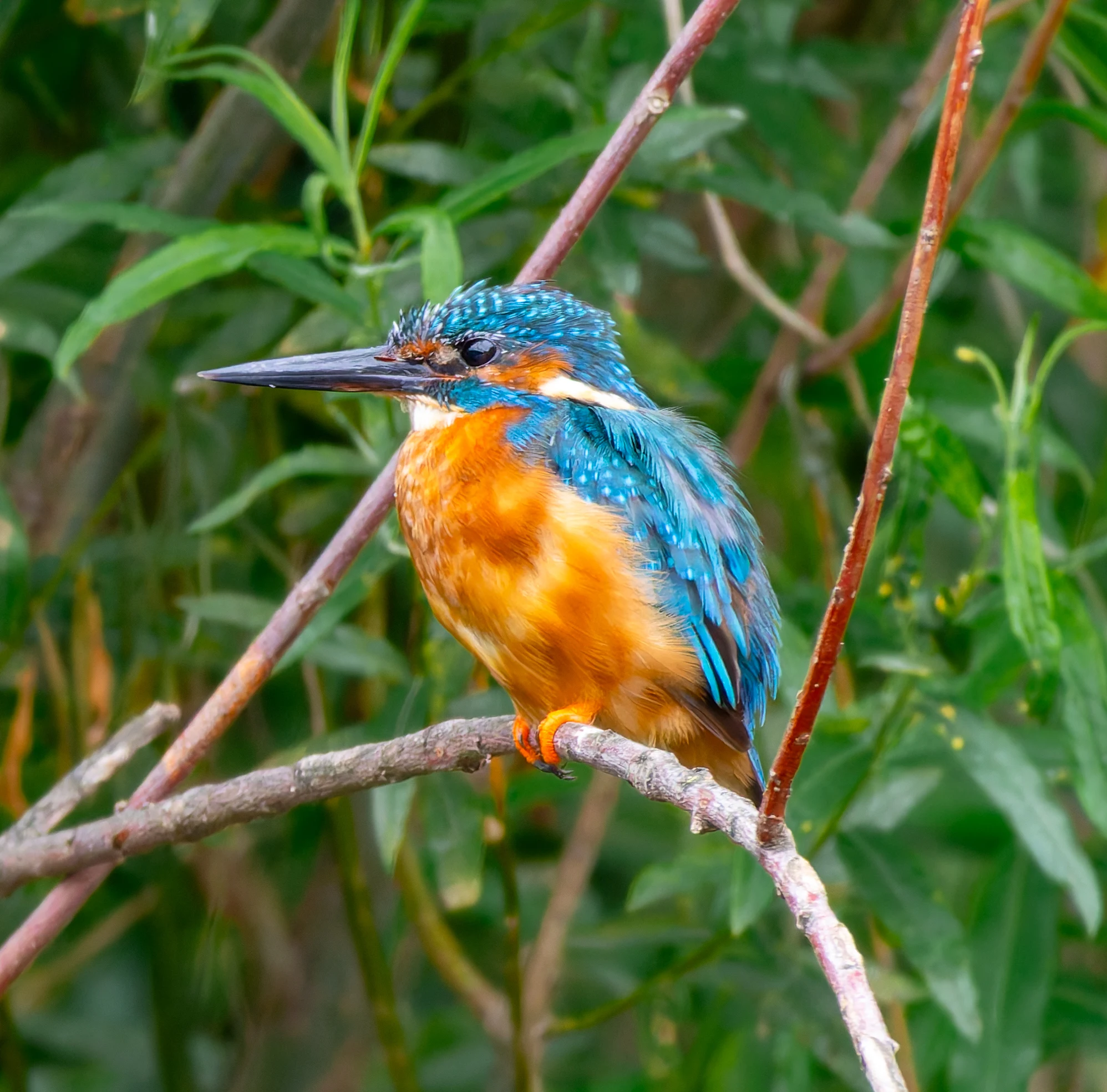 Kingfisher, River Wye, UK — photo by Orlando Prugel-Bennett