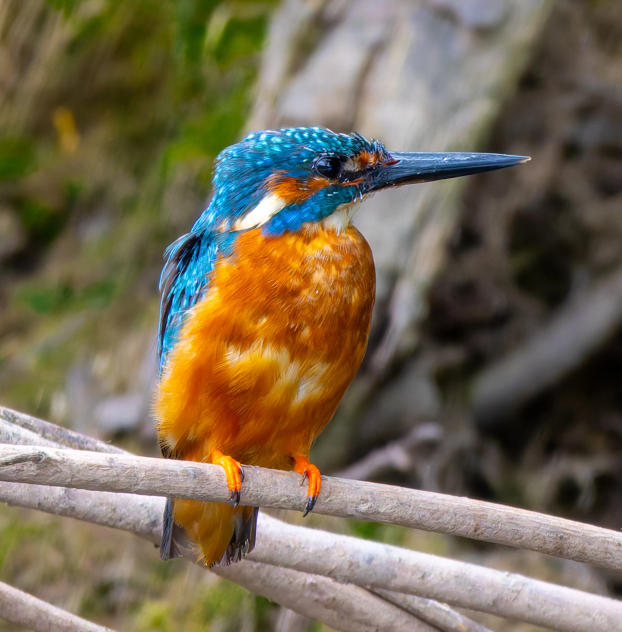 Kingfisher, River Wye, UK — photo by Orlando Prugel-Bennett