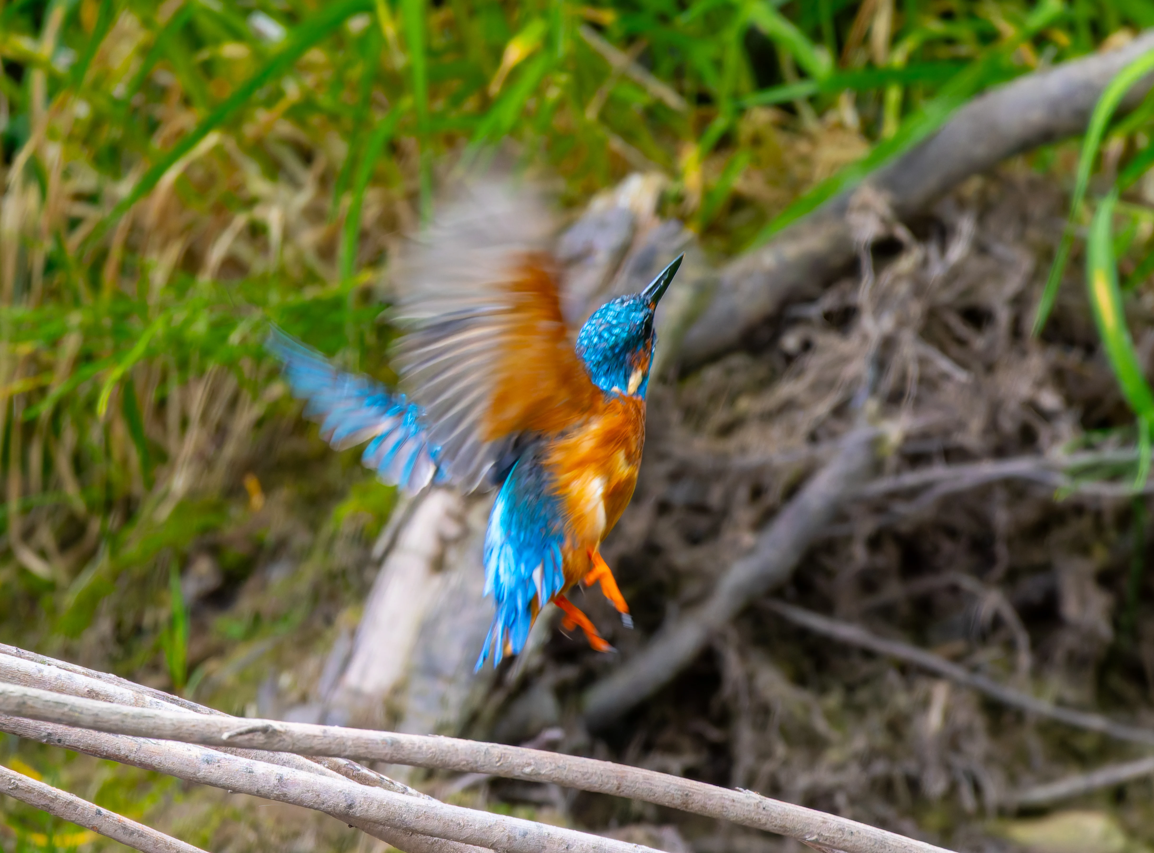 Kingfisher, River Wye, UK — photo by Orlando Prugel-Bennett