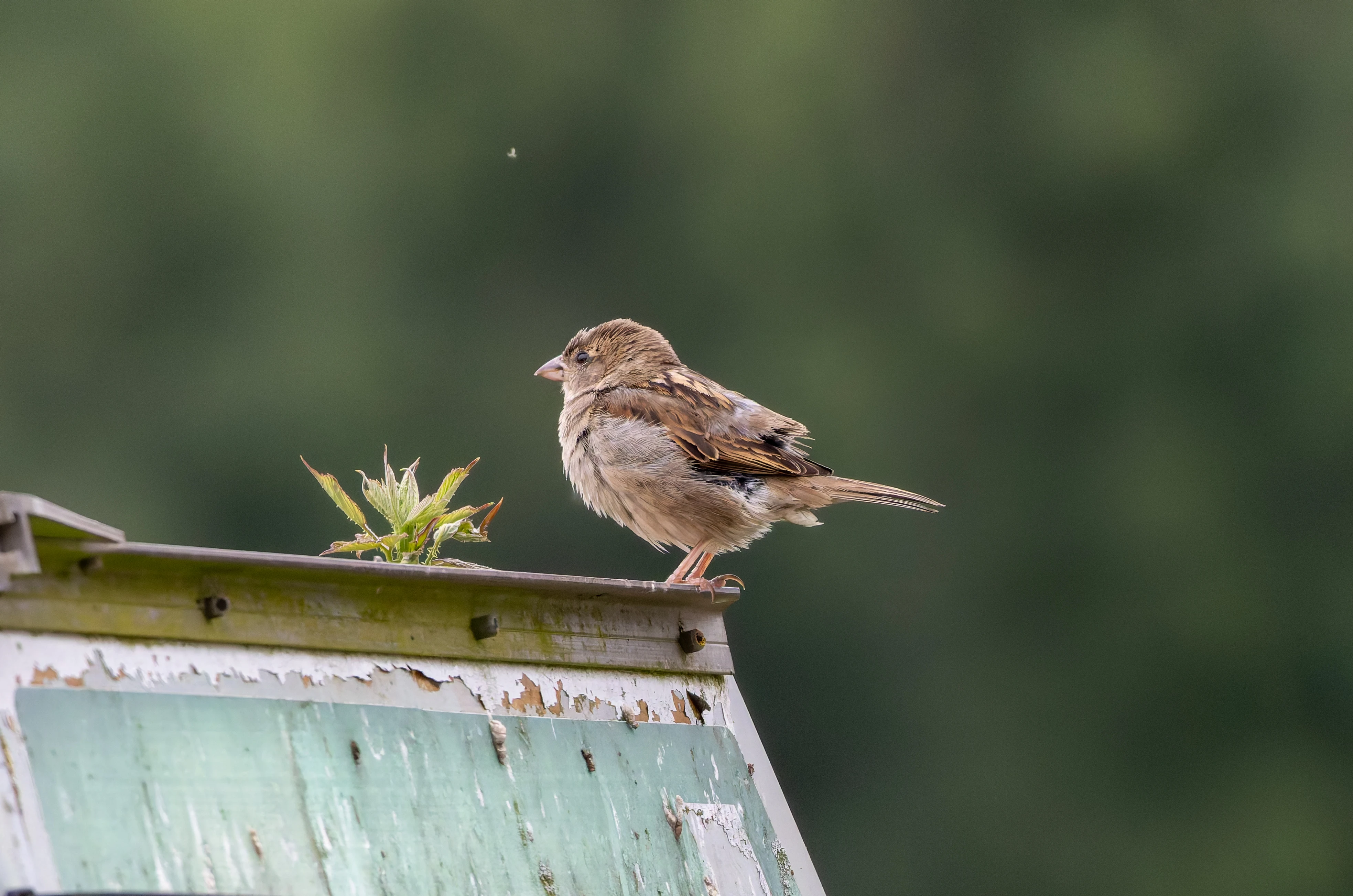 House Sparrow, River Wye, UK — photo by Orlando Prugel-Bennett